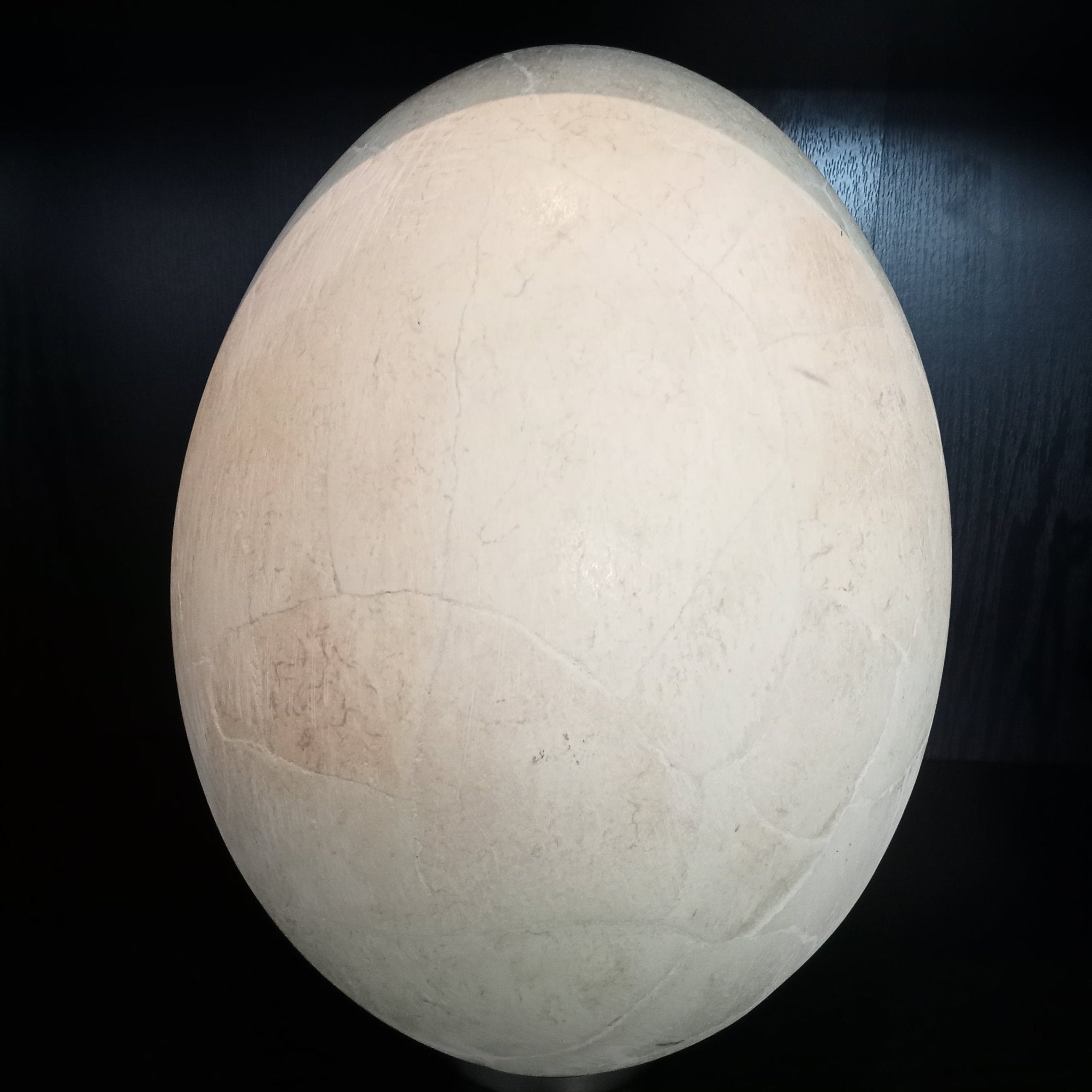 Elephant bird egg - Lost archives store - product_name_for_sale - product_name_for_sale_australia - category_name