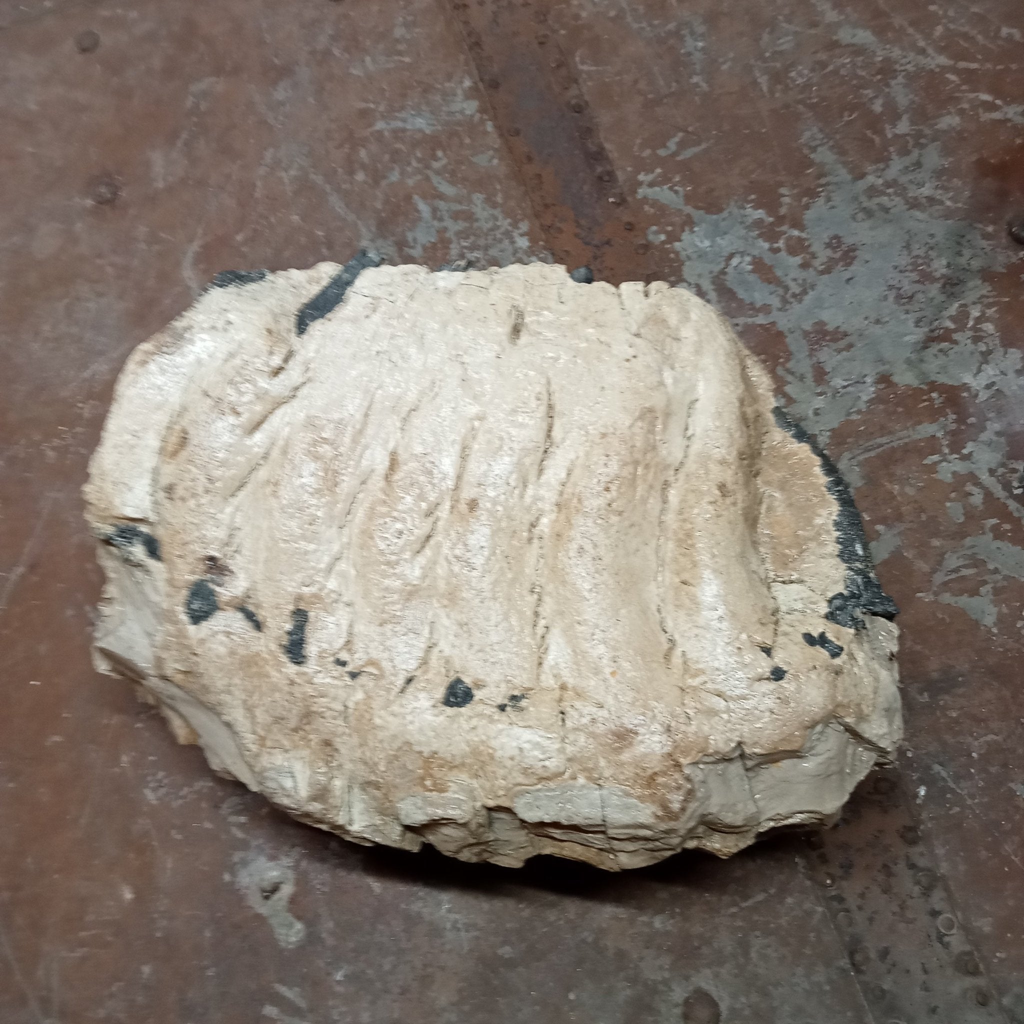 Elephas Antiquus tooth - Lost archives store - product_name_for_sale - product_name_for_sale_australia - category_name