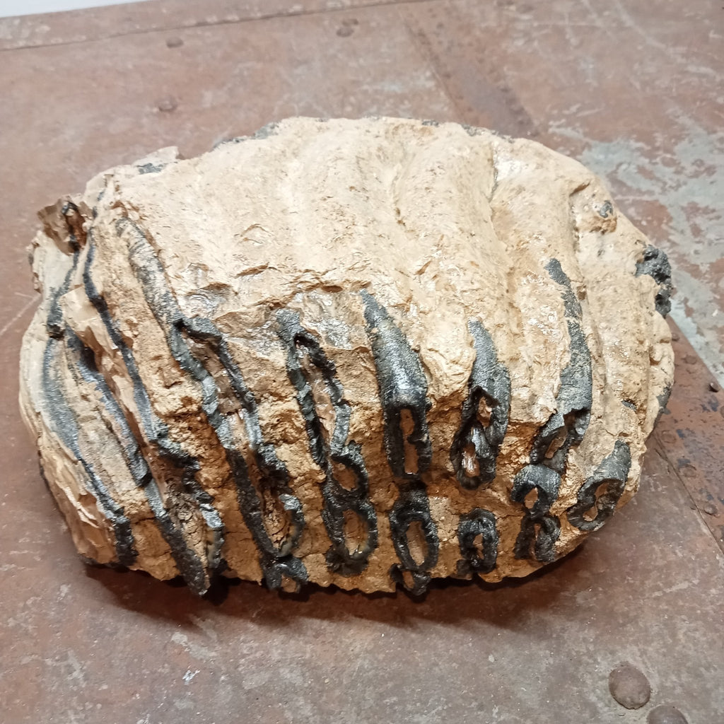 Elephas Antiquus tooth - Lost archives store - product_name_for_sale - product_name_for_sale_australia - category_name