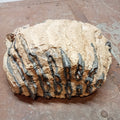 Elephas Antiquus tooth - Lost archives store - product_name_for_sale - product_name_for_sale_australia - category_name