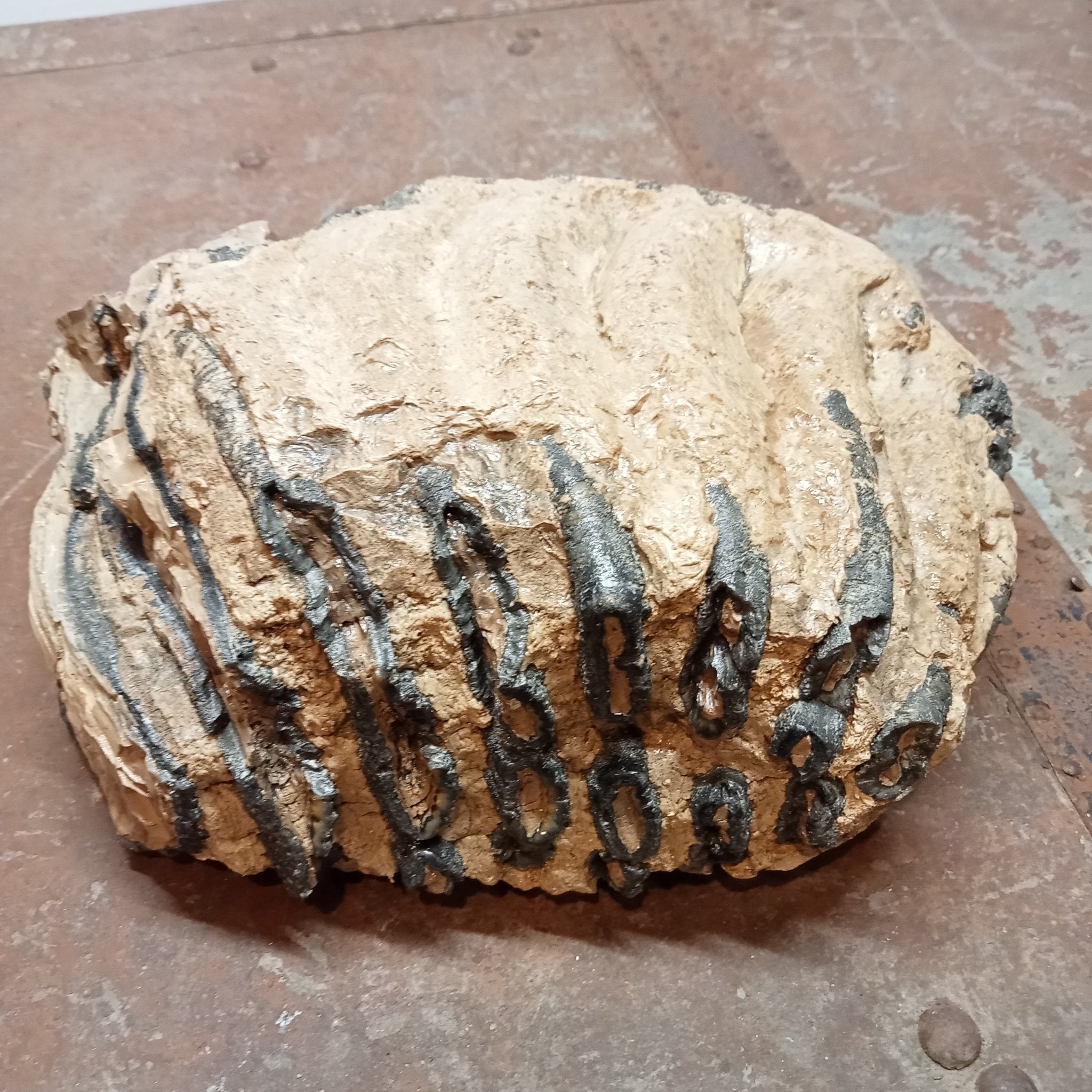 Elephas Antiquus tooth - Lost archives store - product_name_for_sale - product_name_for_sale_australia - category_name