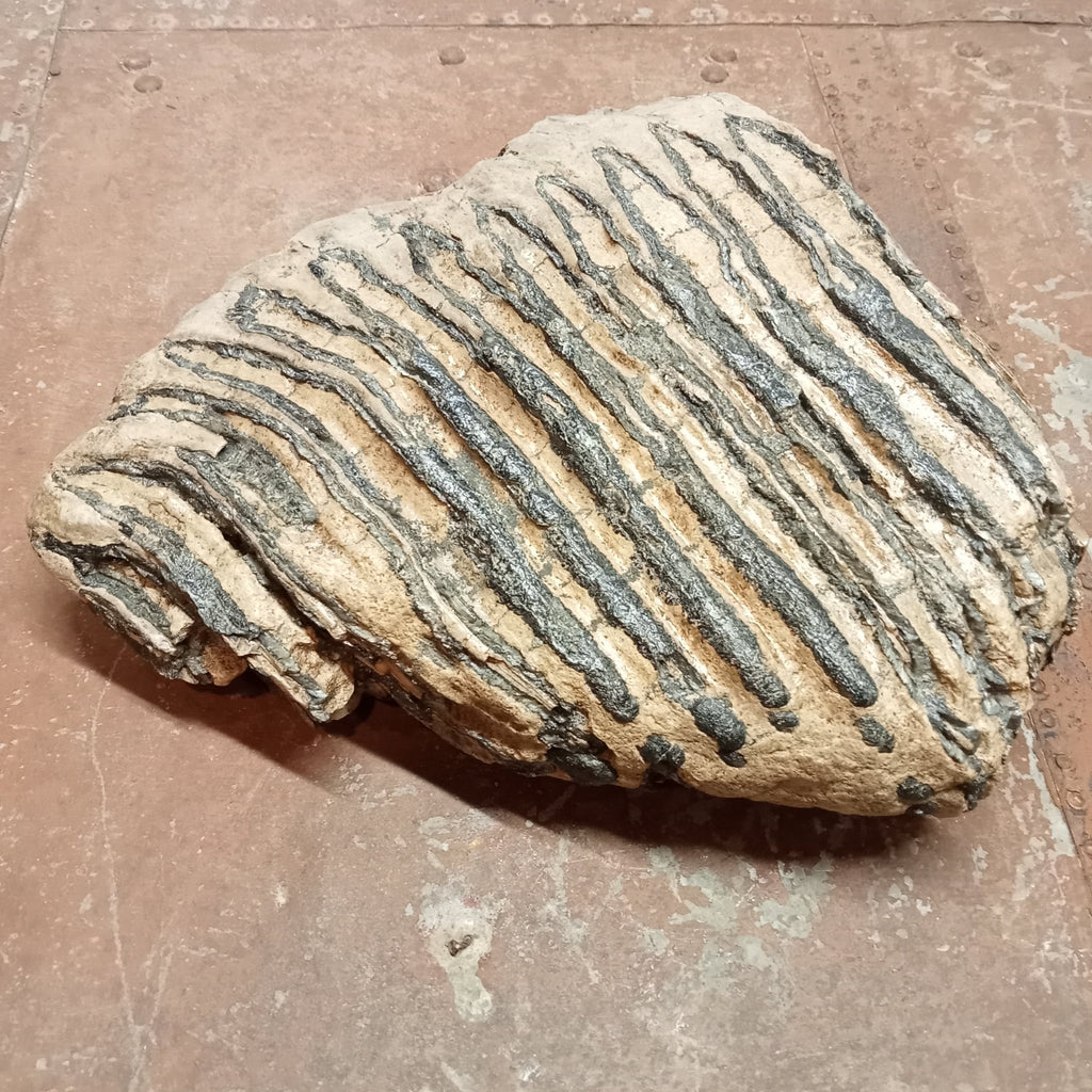 Elephas Antiquus tooth - Lost archives store - product_name_for_sale - product_name_for_sale_australia - category_name