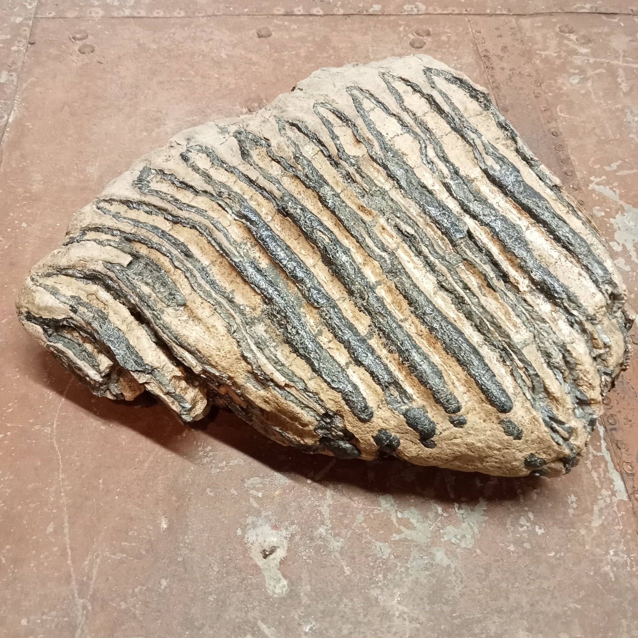 Elephas Antiquus tooth - Lost archives store - product_name_for_sale - product_name_for_sale_australia - category_name