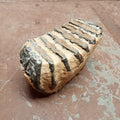 Elephas Antiquus tooth - Lost archives store - product_name_for_sale - product_name_for_sale_australia - category_name