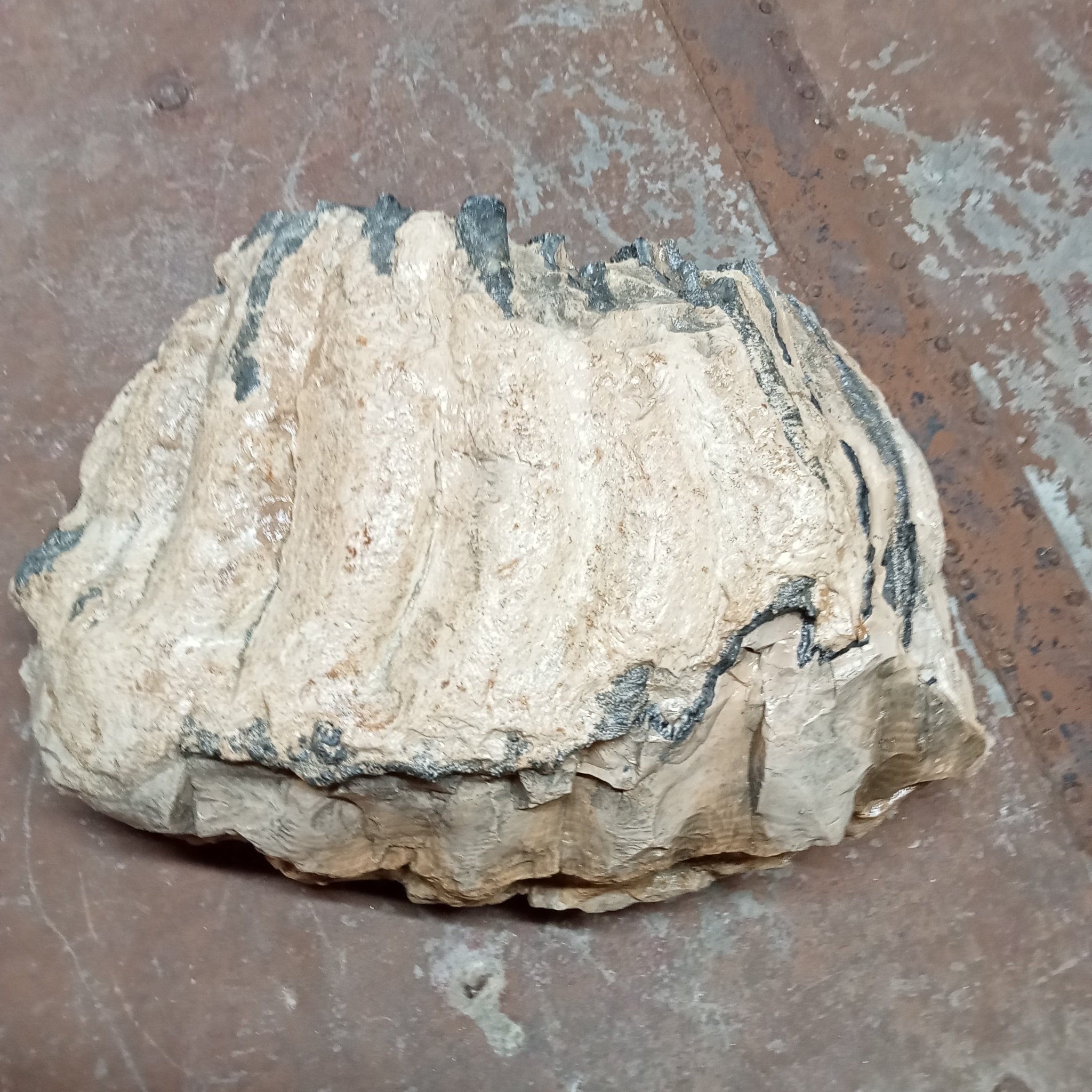 Elephas Antiquus tooth - Lost archives store - product_name_for_sale - product_name_for_sale_australia - category_name