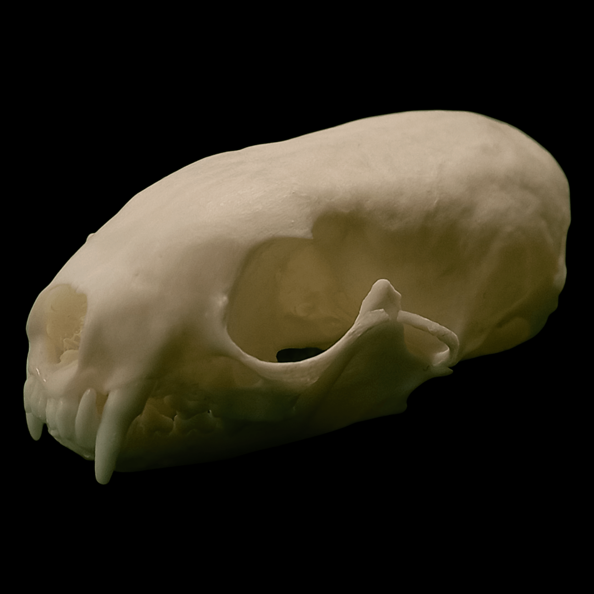 Eurasian ermine skull - Lost archives store - product_name_for_sale - product_name_for_sale_australia - category_name