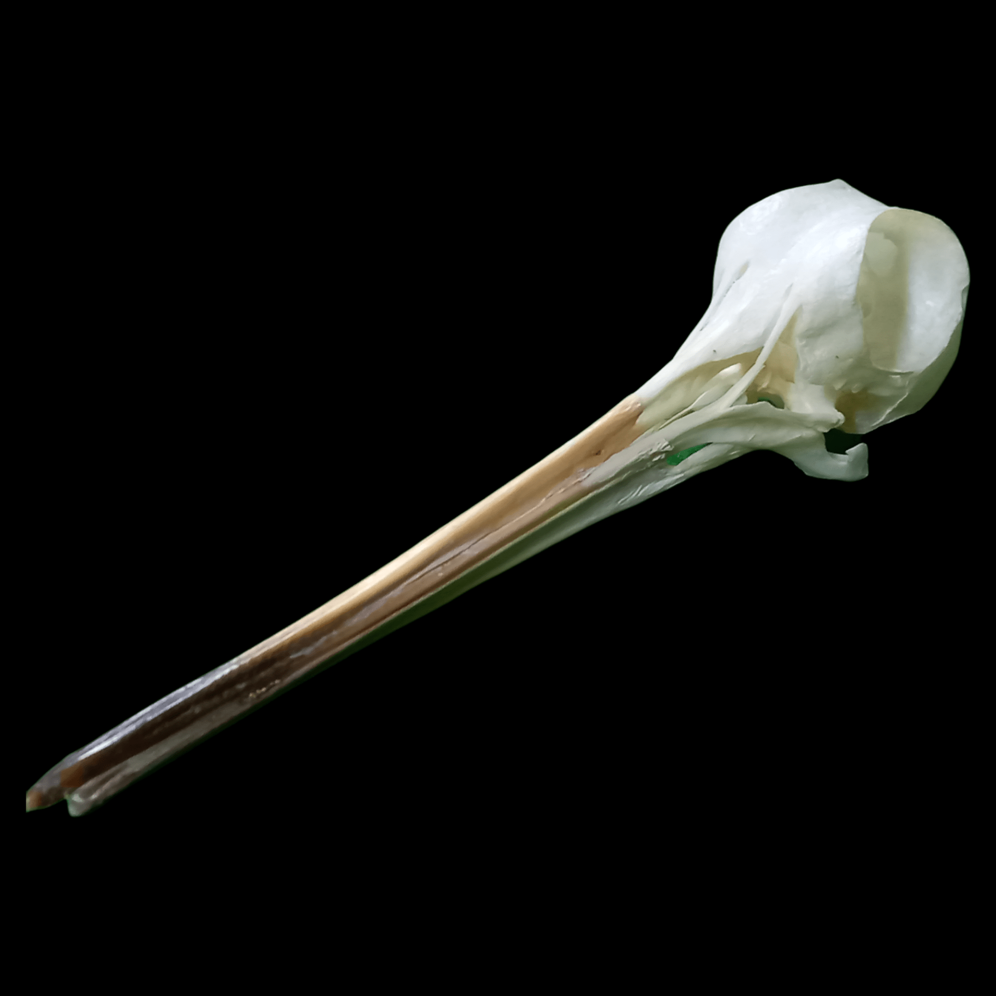Eurasian woodcock skull - Lost archives store - product_name_for_sale - product_name_for_sale_australia - category_name