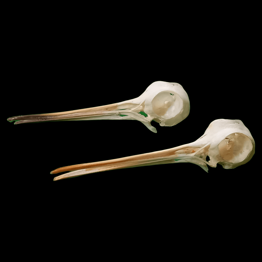 Eurasian woodcock skull - Lost archives store - product_name_for_sale - product_name_for_sale_australia - category_name