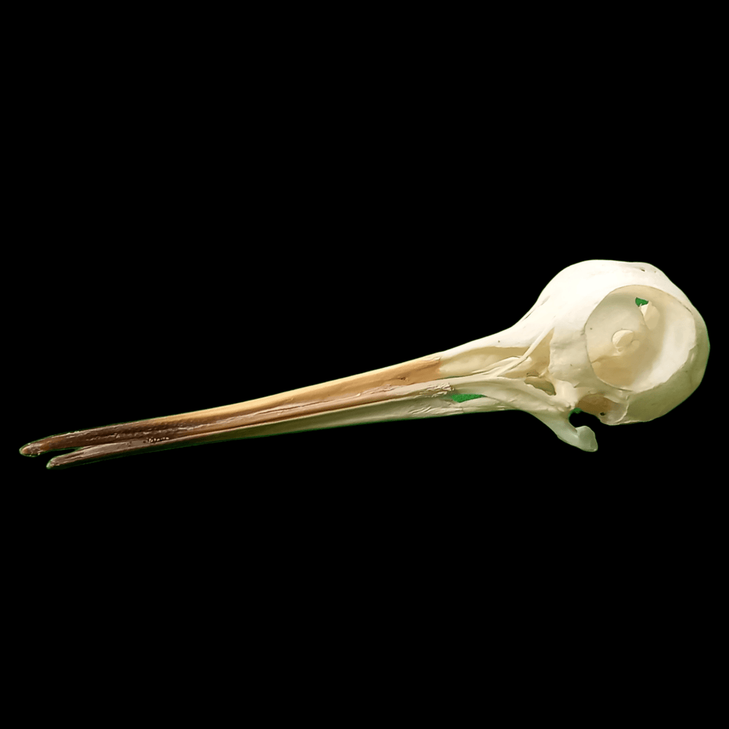 Eurasian woodcock skull - Lost archives store - product_name_for_sale - product_name_for_sale_australia - category_name
