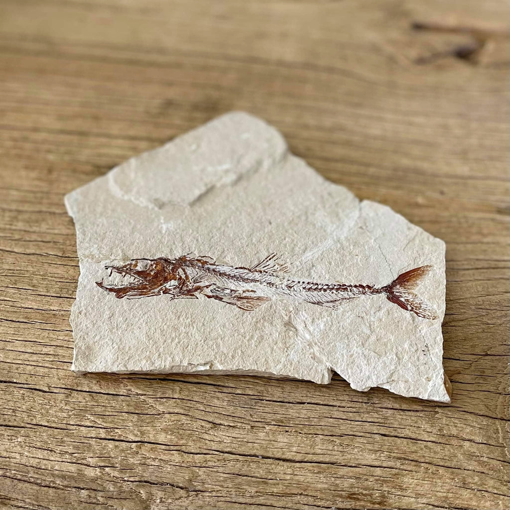 Eurypholis fossil - Lost archives store - product_name_for_sale - product_name_for_sale_australia - category_name
