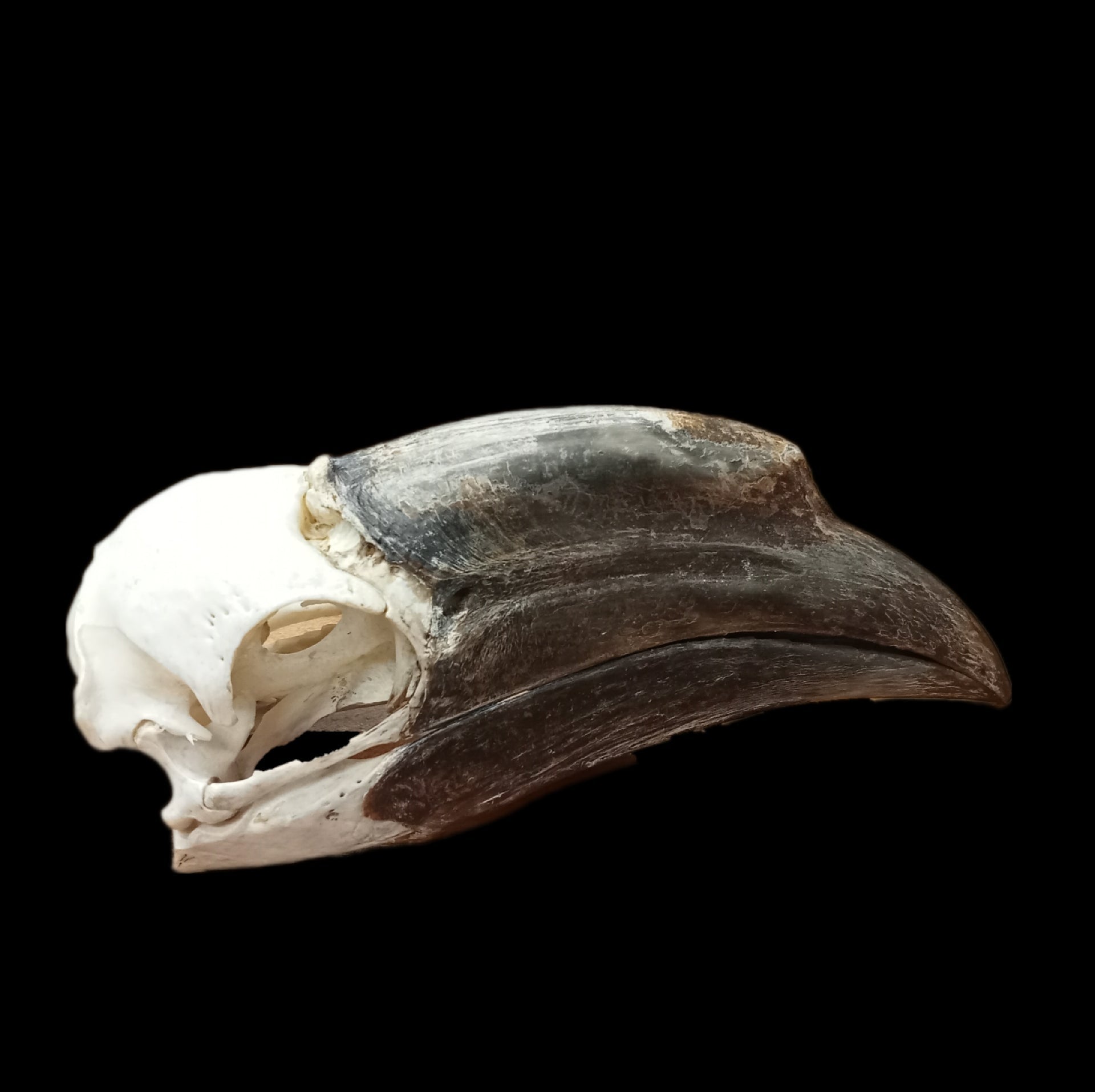Female Black Casqued Hornbill skull - Lost archives store - product_name_for_sale - product_name_for_sale_australia - category_name