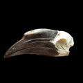 Female Black Casqued Hornbill skull - Lost archives store - product_name_for_sale - product_name_for_sale_australia - category_name