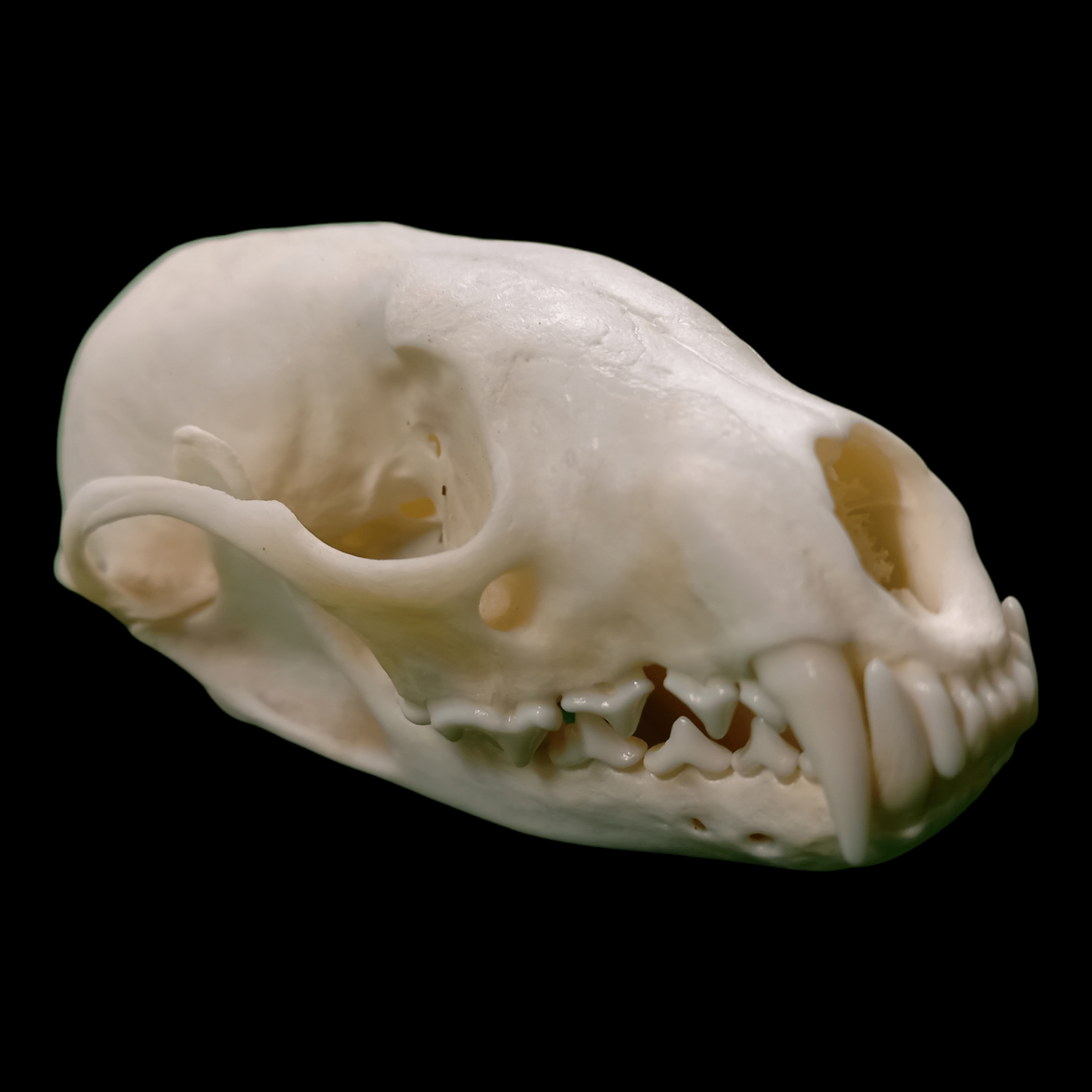 Female fisher skull - Lost archives store - product_name_for_sale - product_name_for_sale_australia - category_name