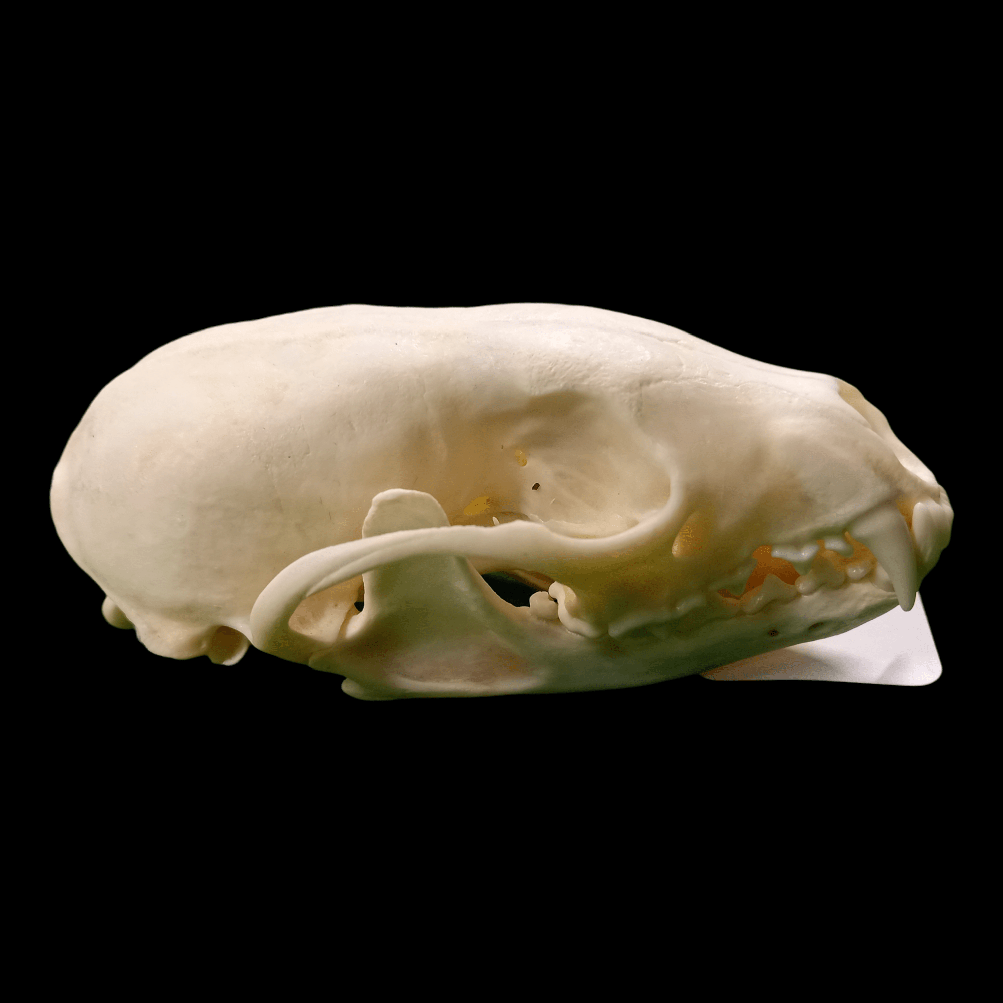 Female fisher skull - Lost archives store - product_name_for_sale - product_name_for_sale_australia - category_name