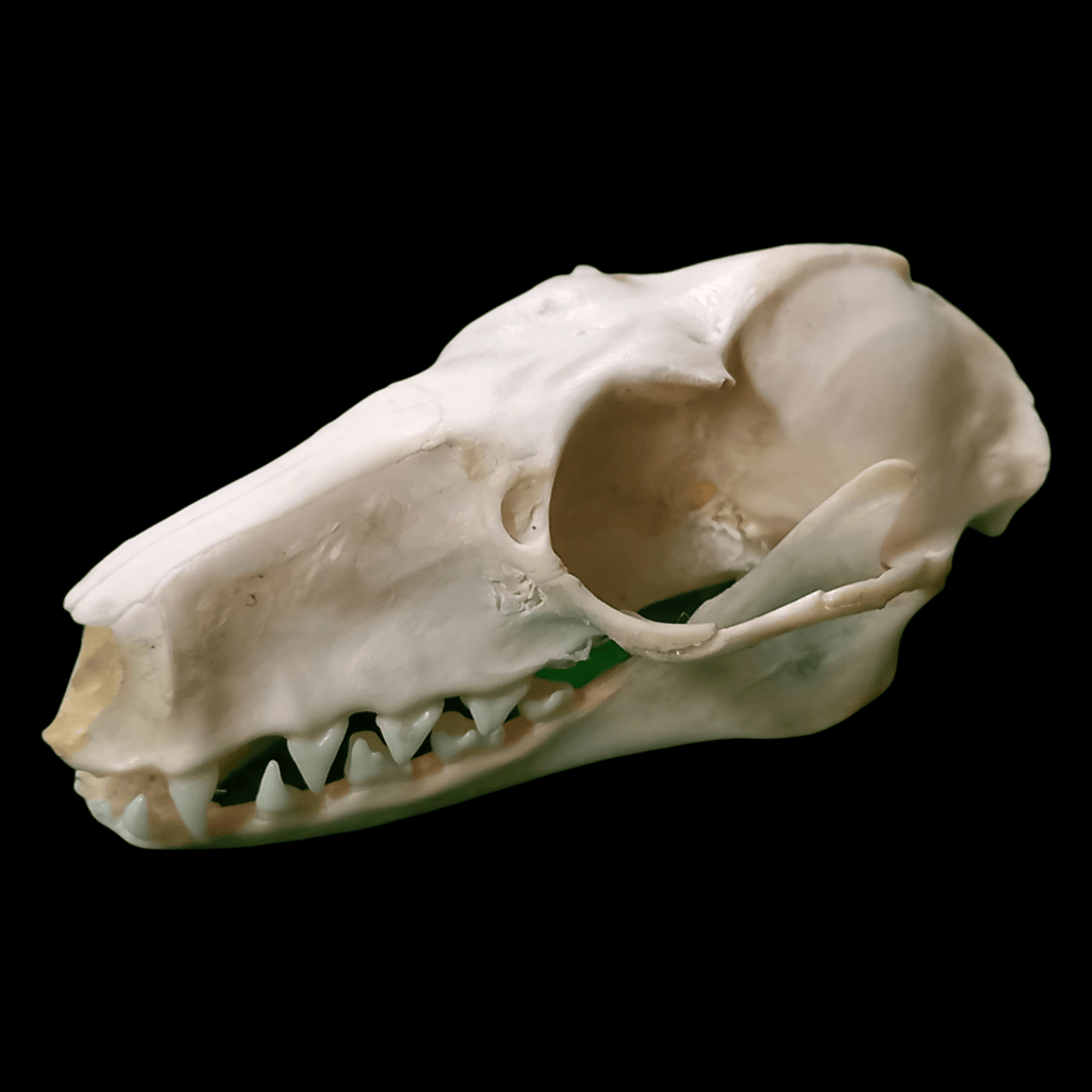 Female Hammerhead bat skull - Lost archives store - product_name_for_sale - product_name_for_sale_australia - category_name