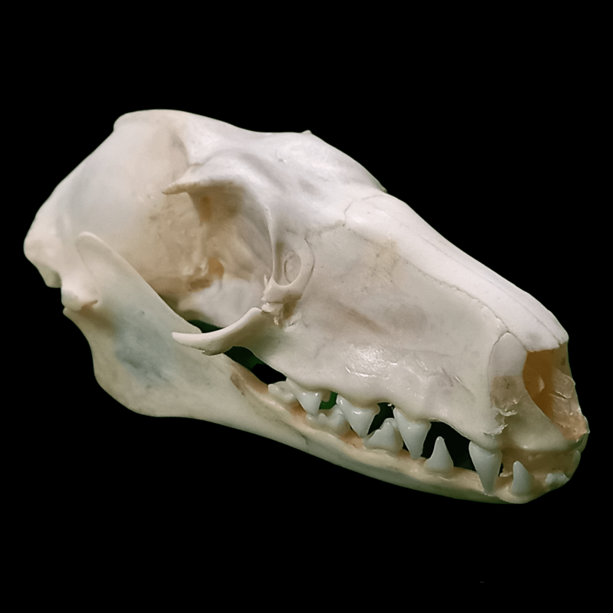 Female Hammerhead bat skull - Lost archives store - product_name_for_sale - product_name_for_sale_australia - category_name