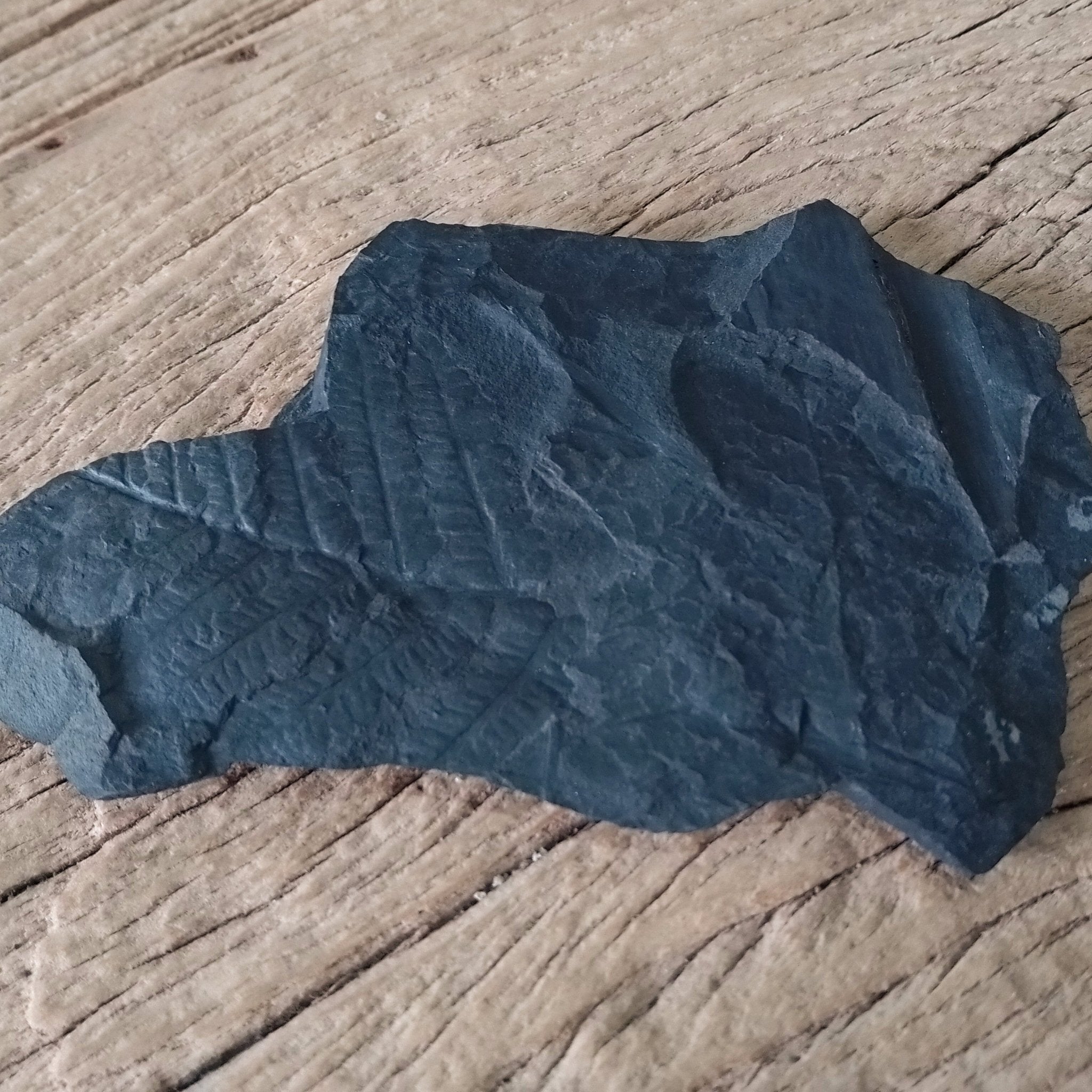 Fern fossil - Lost archives store - product_name_for_sale - product_name_for_sale_australia - category_name