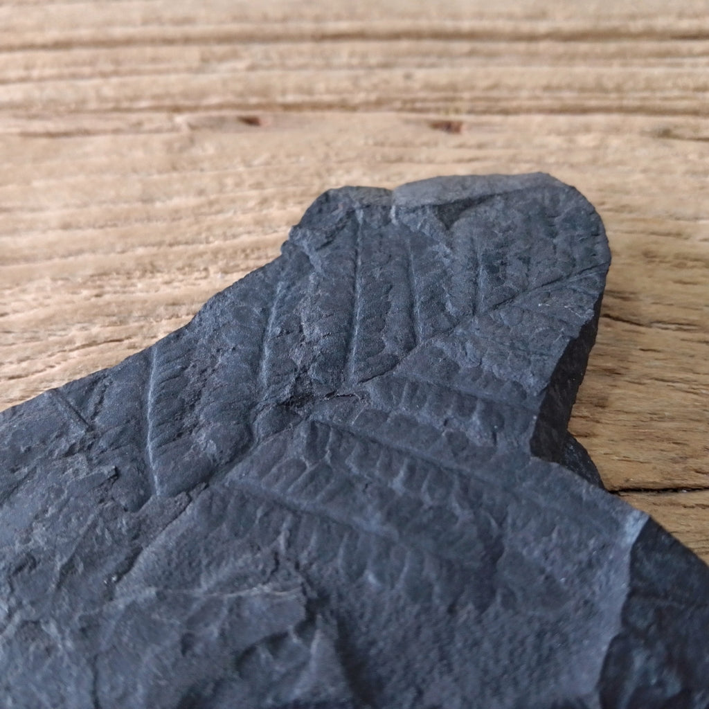 Fern fossil - Lost archives store - product_name_for_sale - product_name_for_sale_australia - category_name