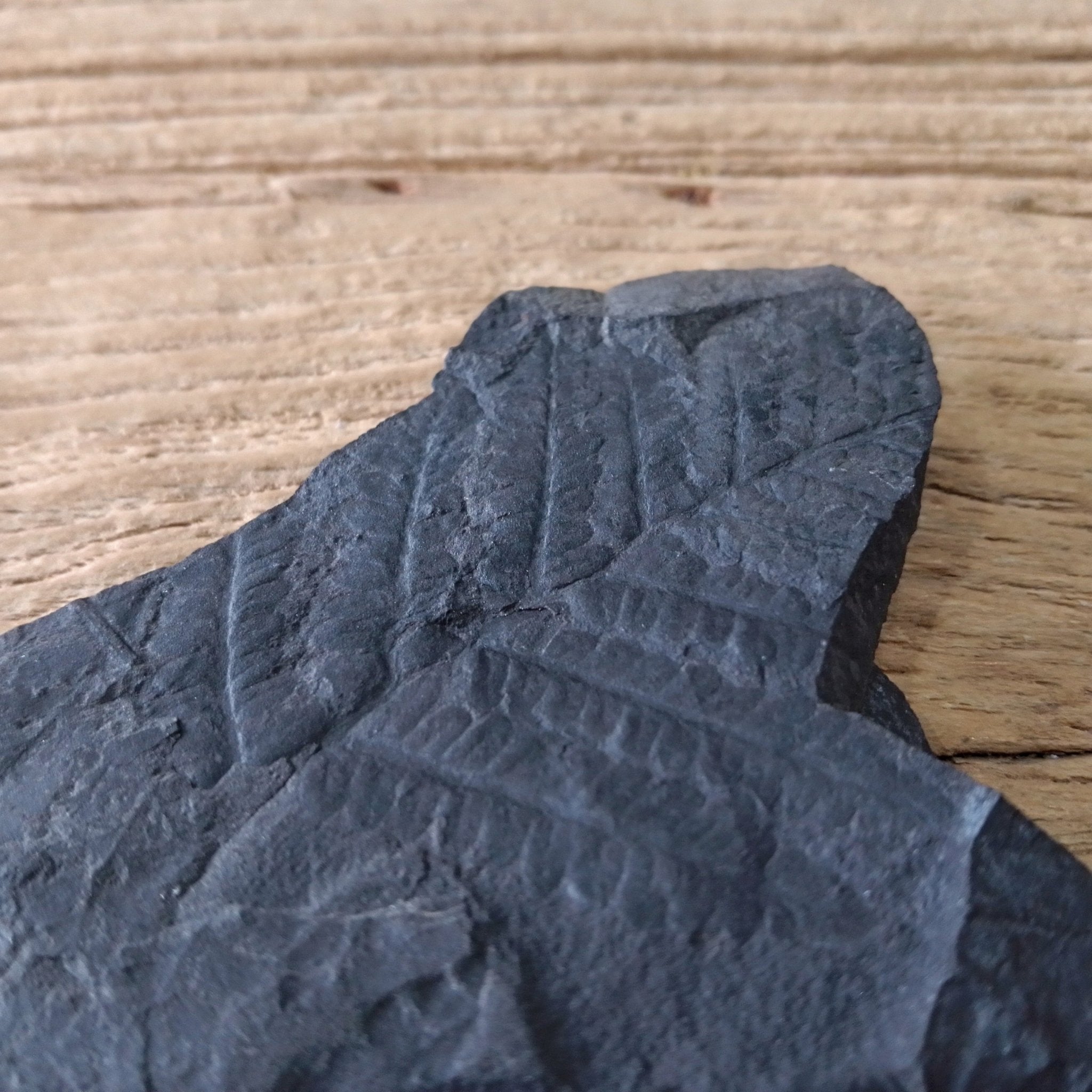 Fern fossil - Lost archives store - product_name_for_sale - product_name_for_sale_australia - category_name
