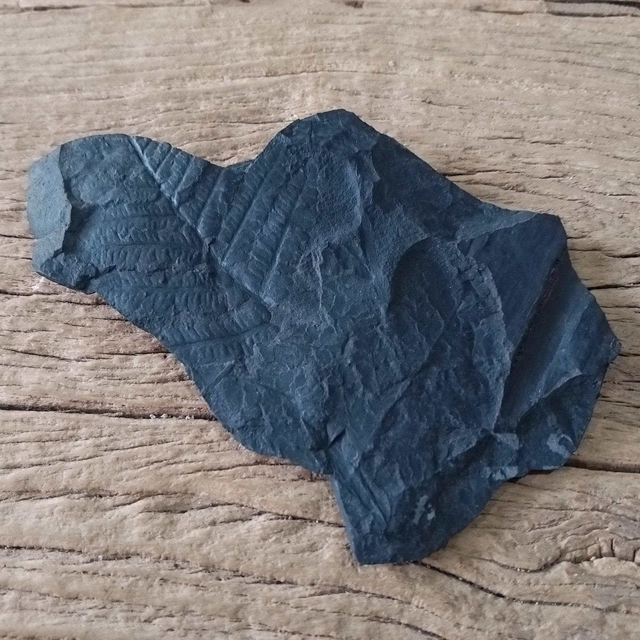 Fern fossil - Lost archives store - product_name_for_sale - product_name_for_sale_australia - category_name