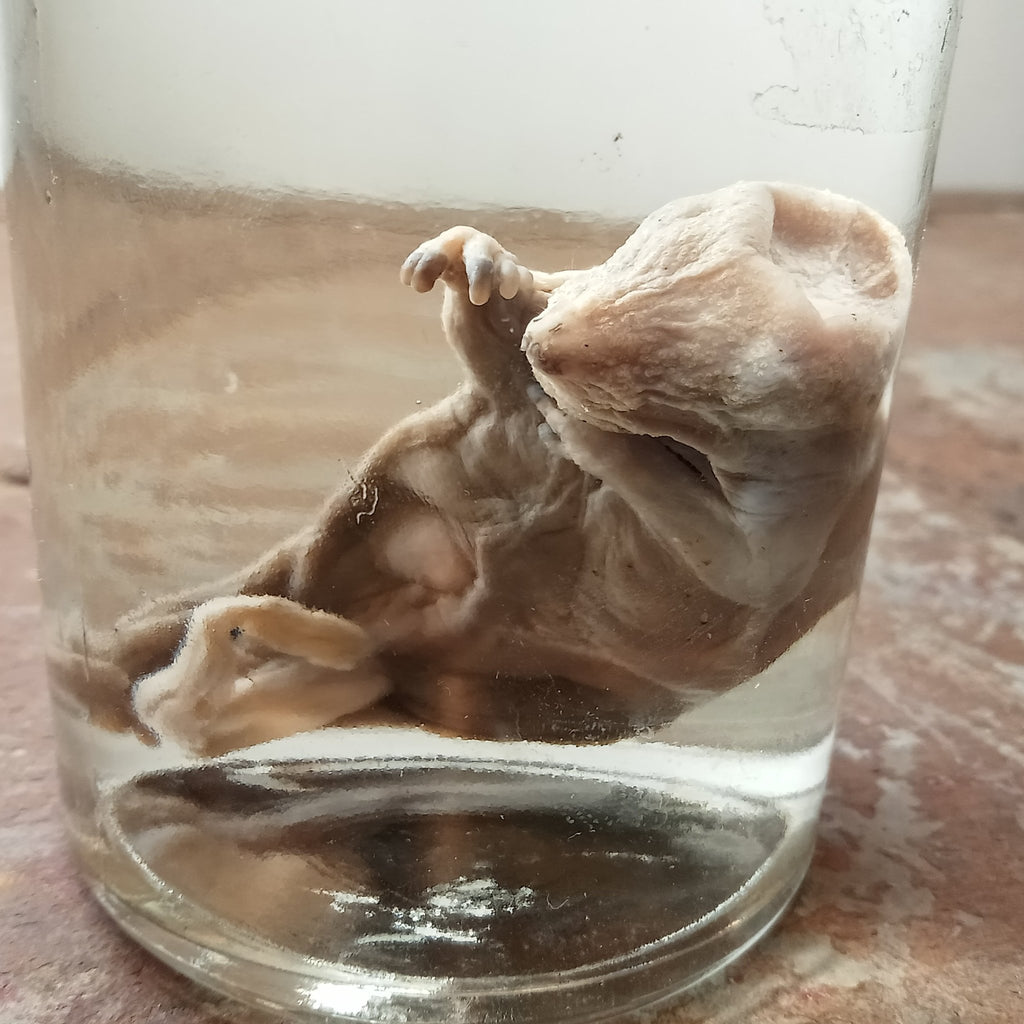 Fetal Beaver wet specimen - Lost archives store - product_name_for_sale - product_name_for_sale_australia - category_name
