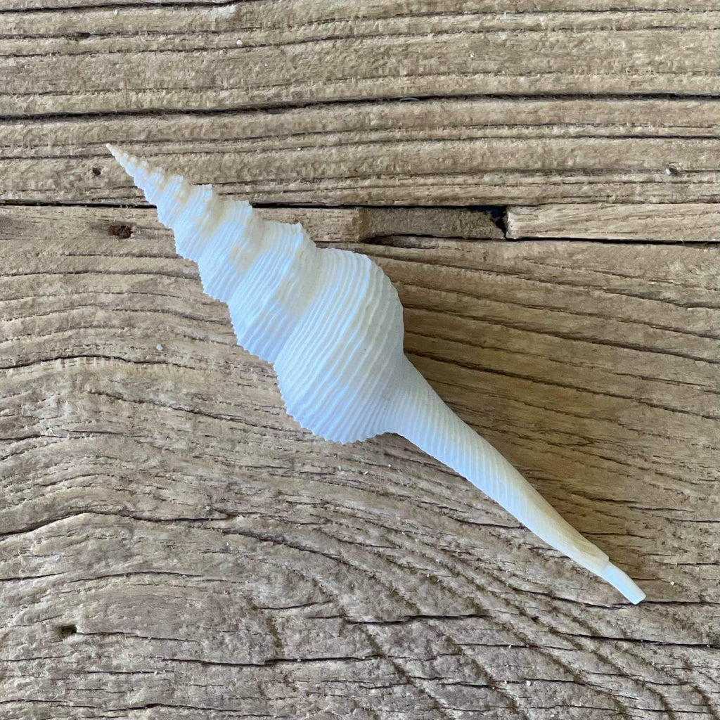 Fusinus colus shell - Lost archives store - product_name_for_sale - product_name_for_sale_australia - category_name