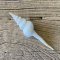 Fusinus colus shell - Lost archives store - product_name_for_sale - product_name_for_sale_australia - category_name