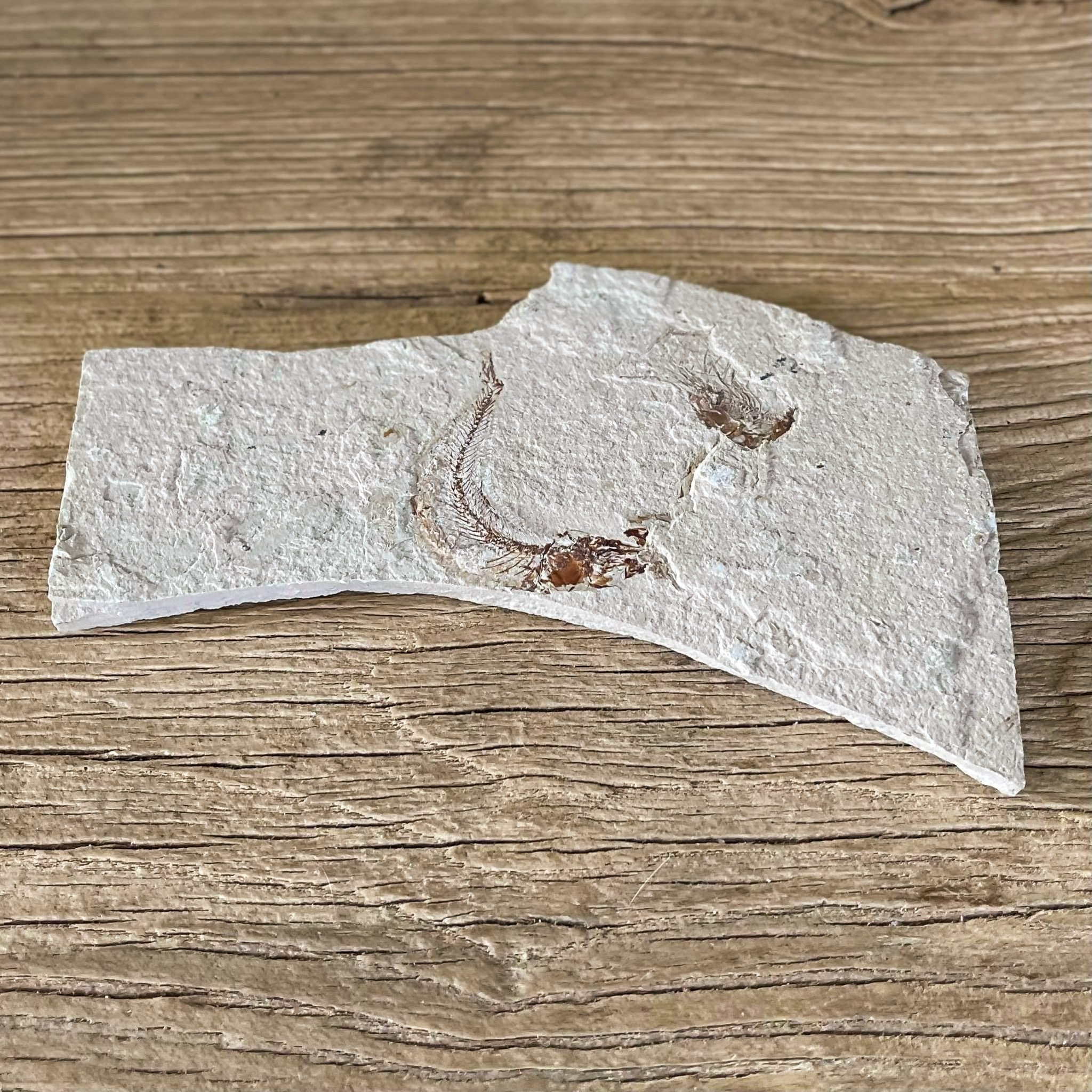 Gaudryella fossil - Lost archives store - product_name_for_sale - product_name_for_sale_australia - category_name