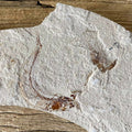Gaudryella fossil - Lost archives store - product_name_for_sale - product_name_for_sale_australia - category_name