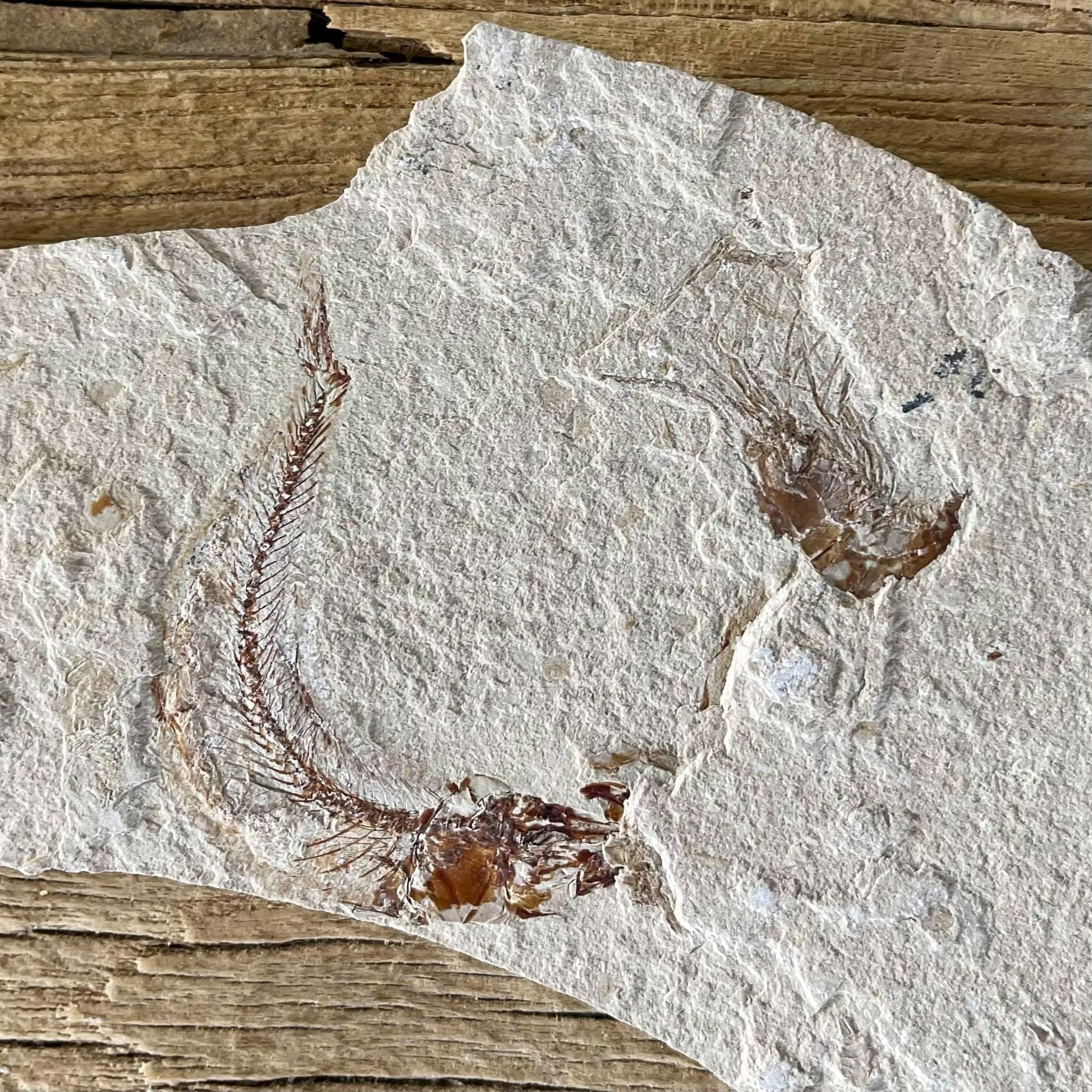 Gaudryella fossil - Lost archives store - product_name_for_sale - product_name_for_sale_australia - category_name