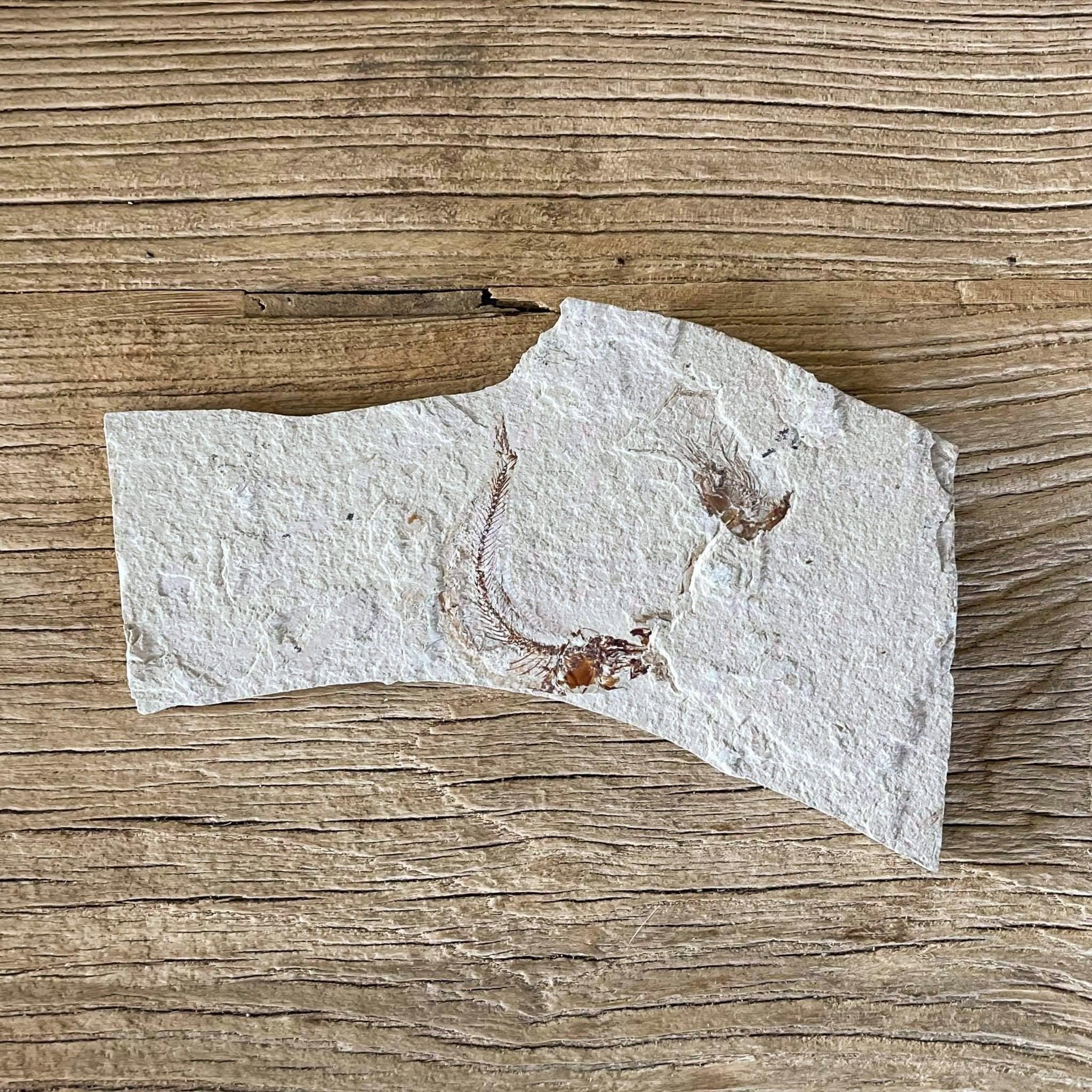 Gaudryella fossil - Lost archives store - product_name_for_sale - product_name_for_sale_australia - category_name