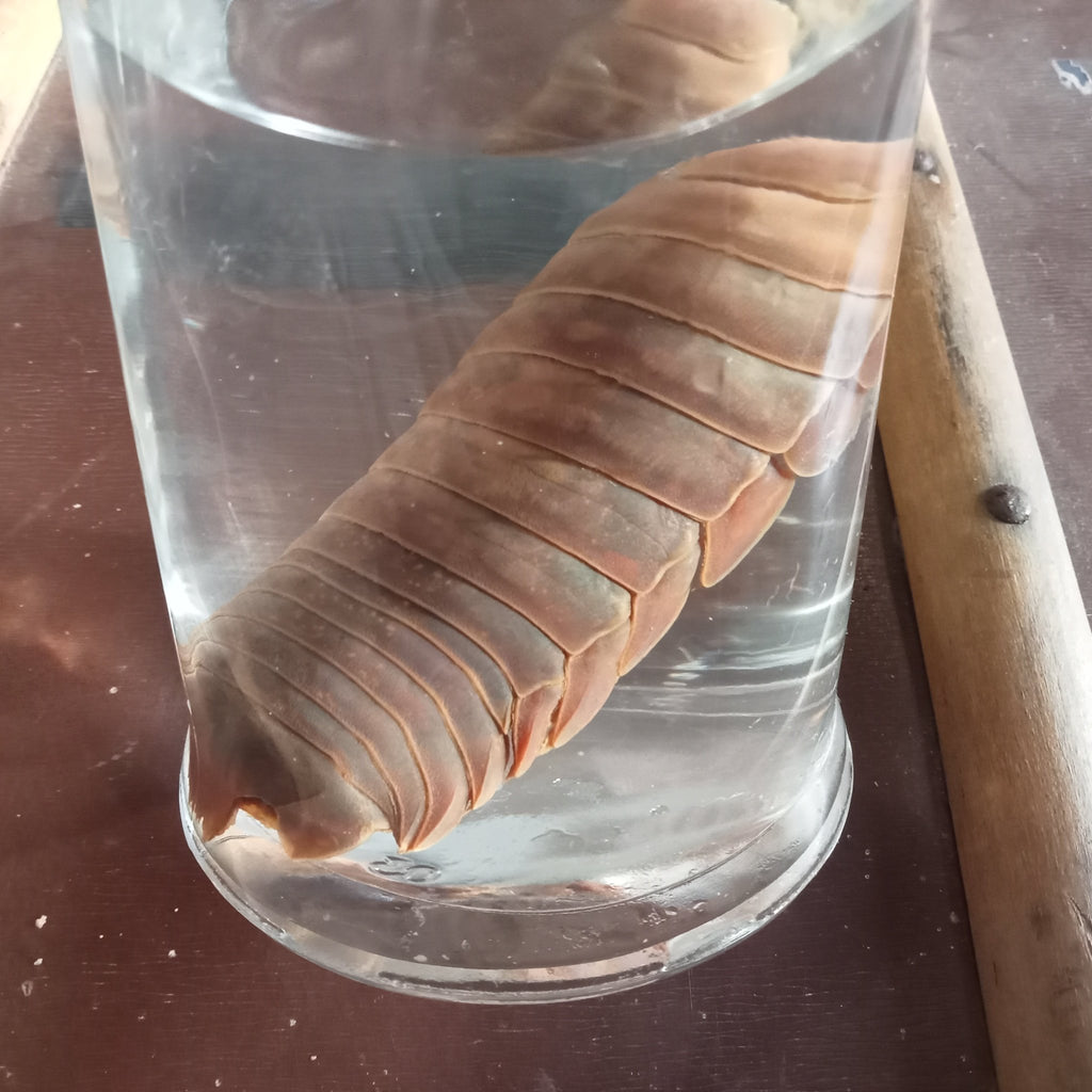 Giant isopod wet Specimens - Lost archives store - product_name_for_sale - product_name_for_sale_australia - category_name