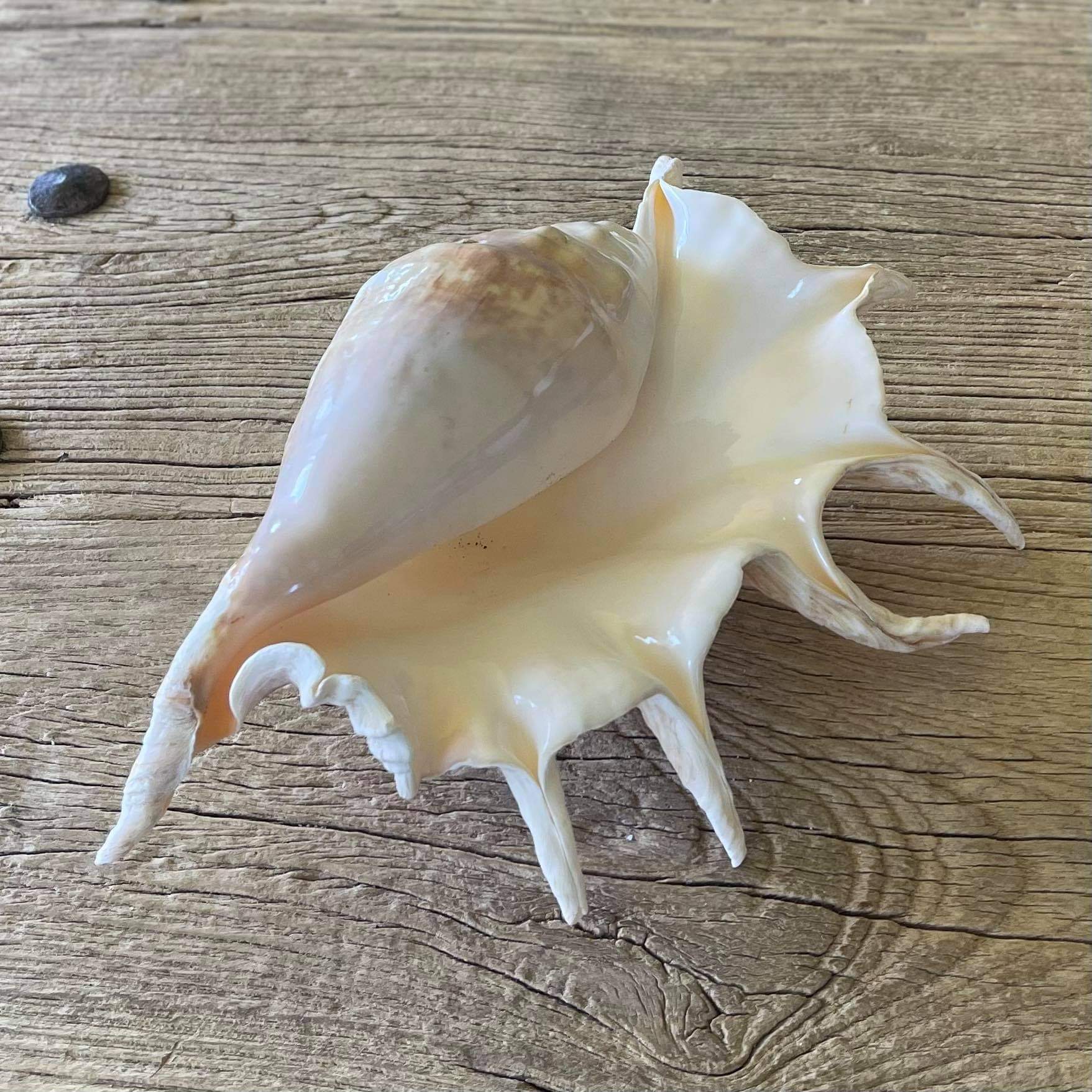 Giant spider shell - Lost archives store - product_name_for_sale - product_name_for_sale_australia - category_name