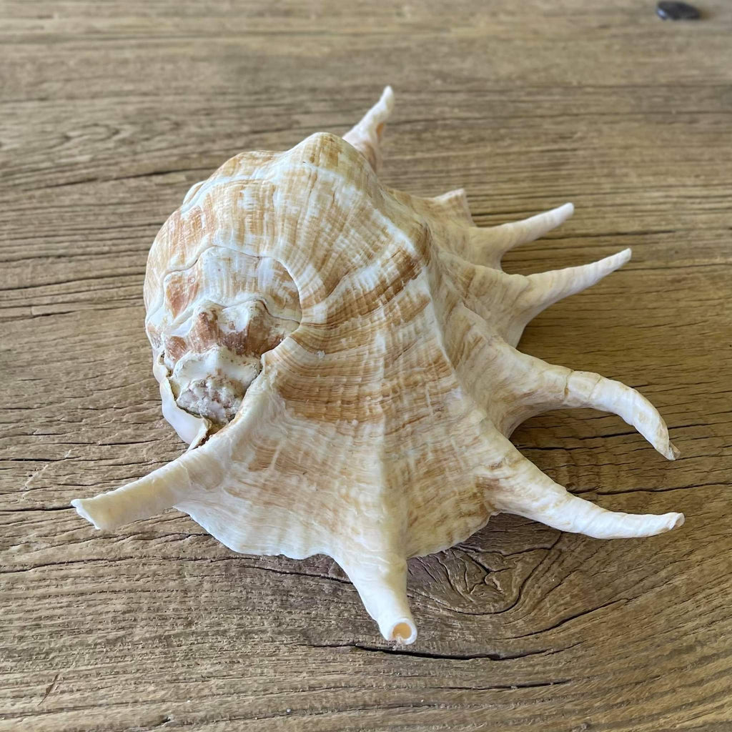 Giant spider shell - Lost archives store - product_name_for_sale - product_name_for_sale_australia - category_name