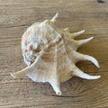 Giant spider shell - Lost archives store - product_name_for_sale - product_name_for_sale_australia - category_name