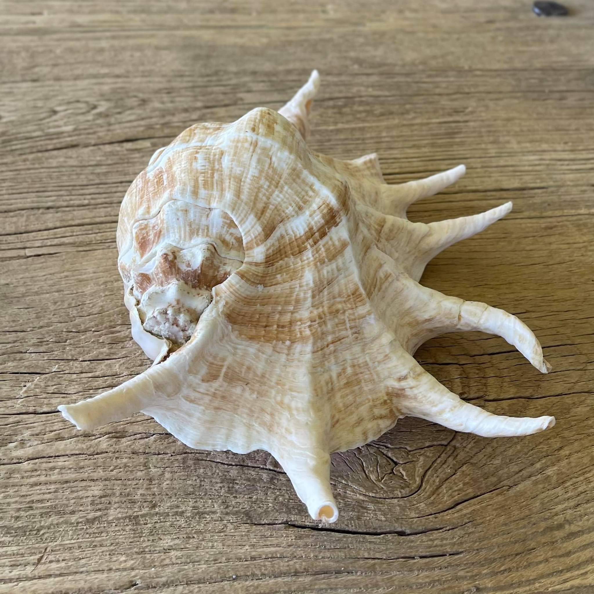 Giant spider shell - Lost archives store - product_name_for_sale - product_name_for_sale_australia - category_name