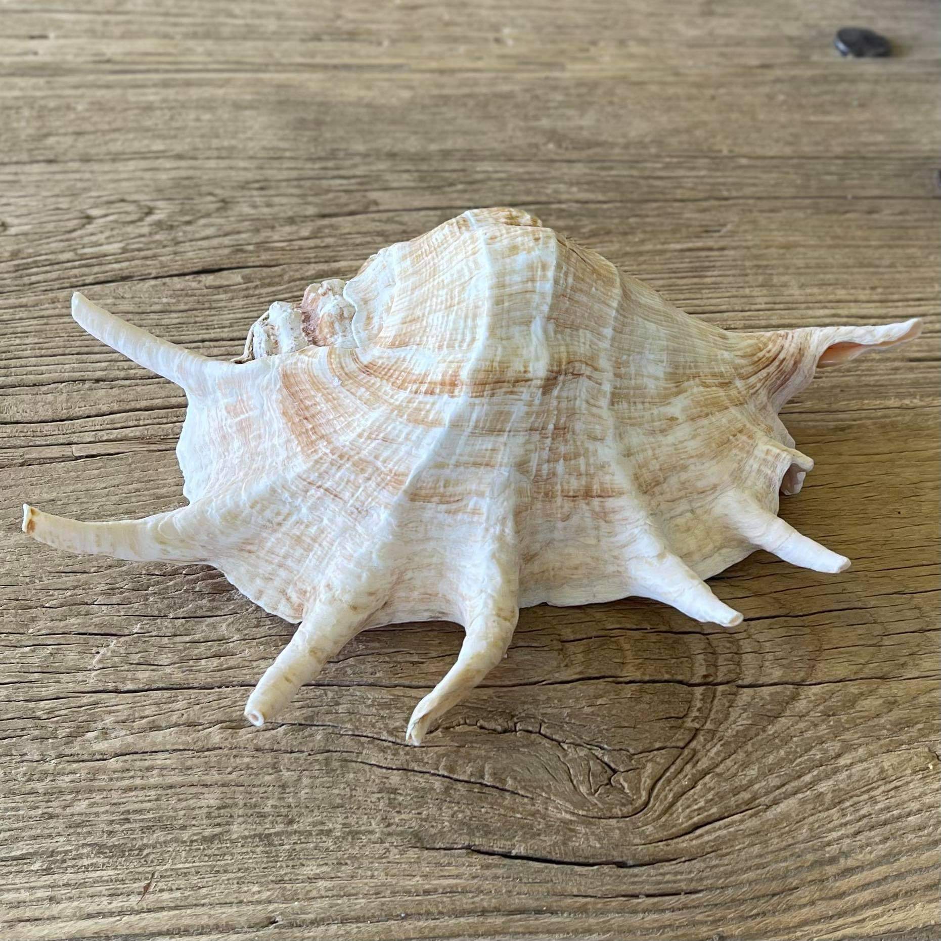Giant spider shell - Lost archives store - product_name_for_sale - product_name_for_sale_australia - category_name