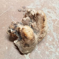 Gompotherium angustidens tooth - Lost archives store - product_name_for_sale - product_name_for_sale_australia - category_name