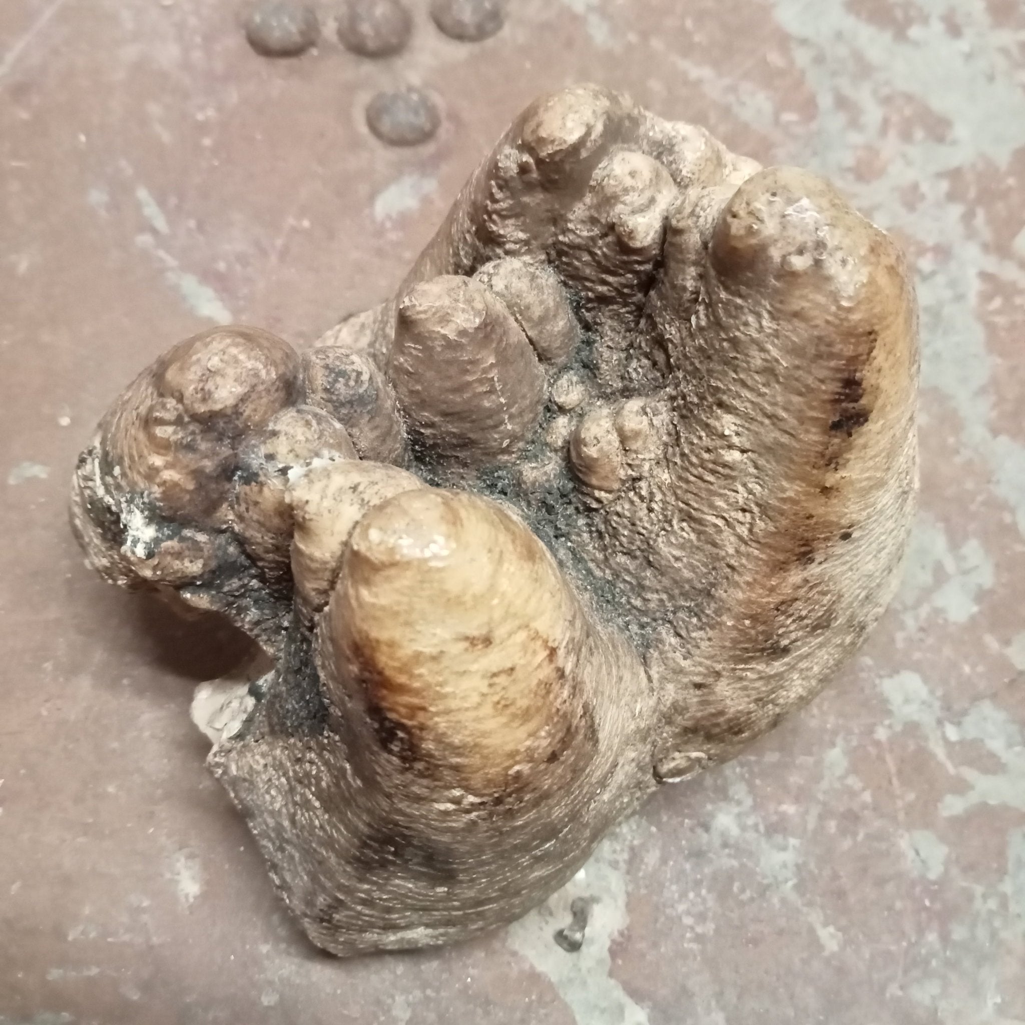 Gompotherium angustidens tooth - Lost archives store - product_name_for_sale - product_name_for_sale_australia - category_name