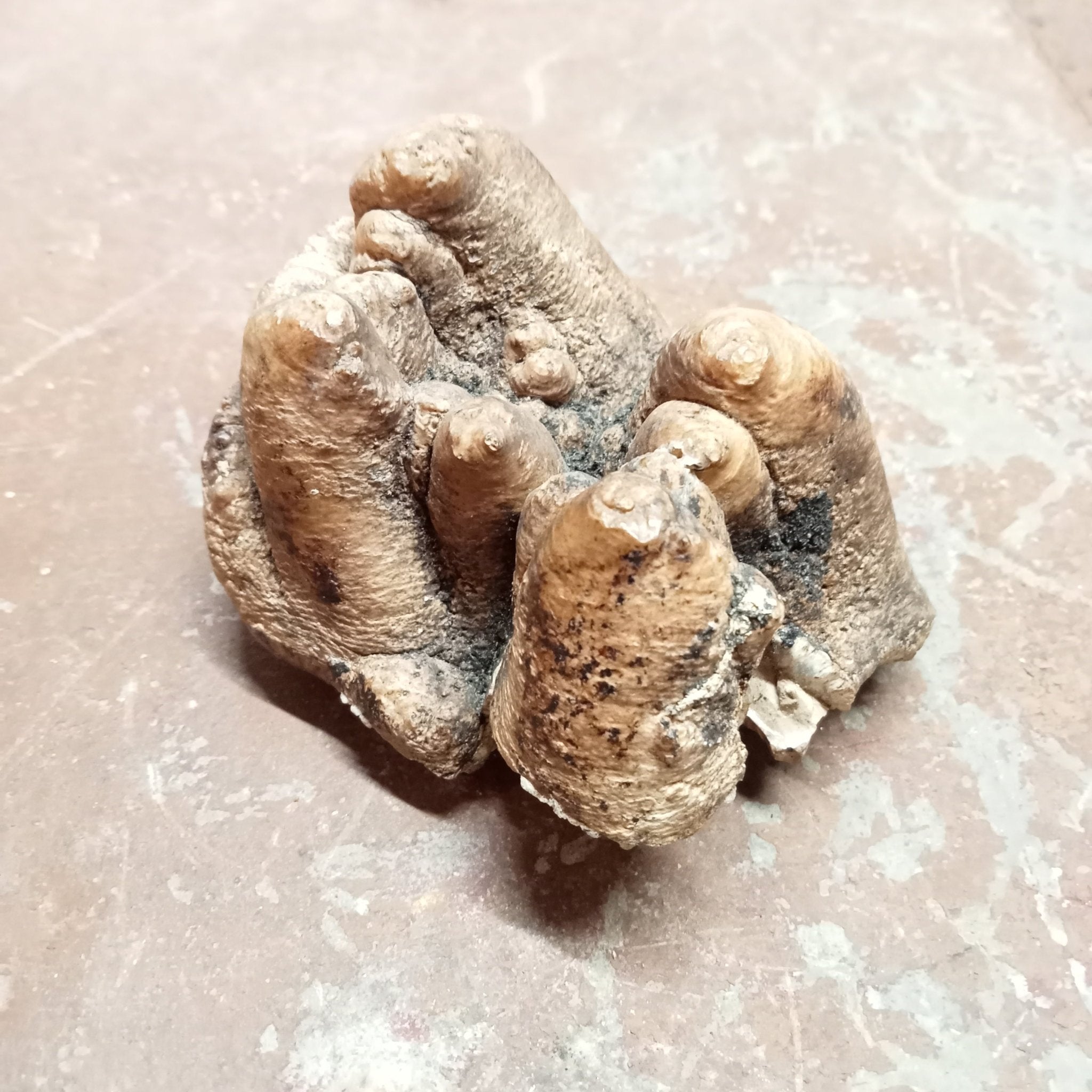 Gompotherium angustidens tooth - Lost archives store - product_name_for_sale - product_name_for_sale_australia - category_name