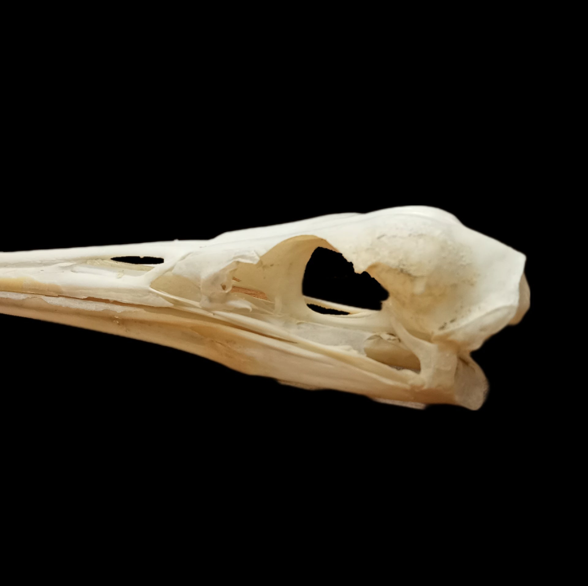 Great Egret Skull - Lost archives store - product_name_for_sale - product_name_for_sale_australia - category_name