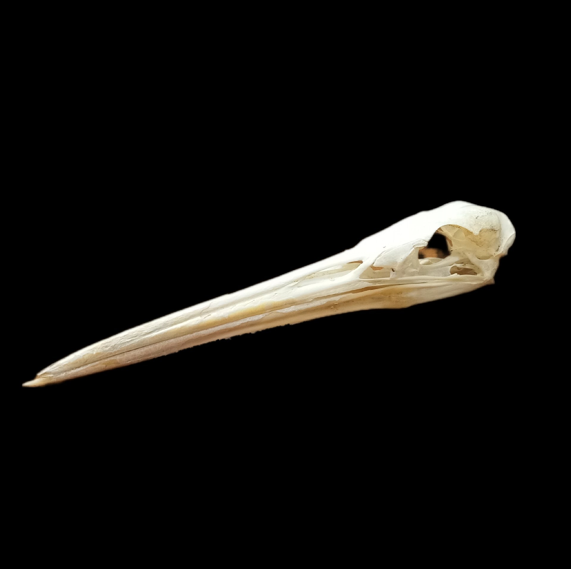 Great Egret Skull - Lost archives store - product_name_for_sale - product_name_for_sale_australia - category_name