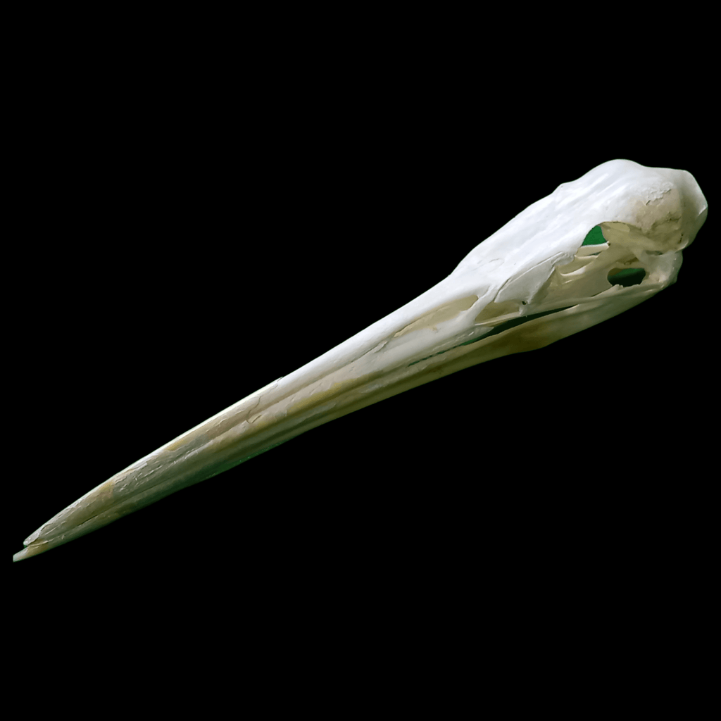 Great egret skull - Lost archives store - product_name_for_sale - product_name_for_sale_australia - category_name
