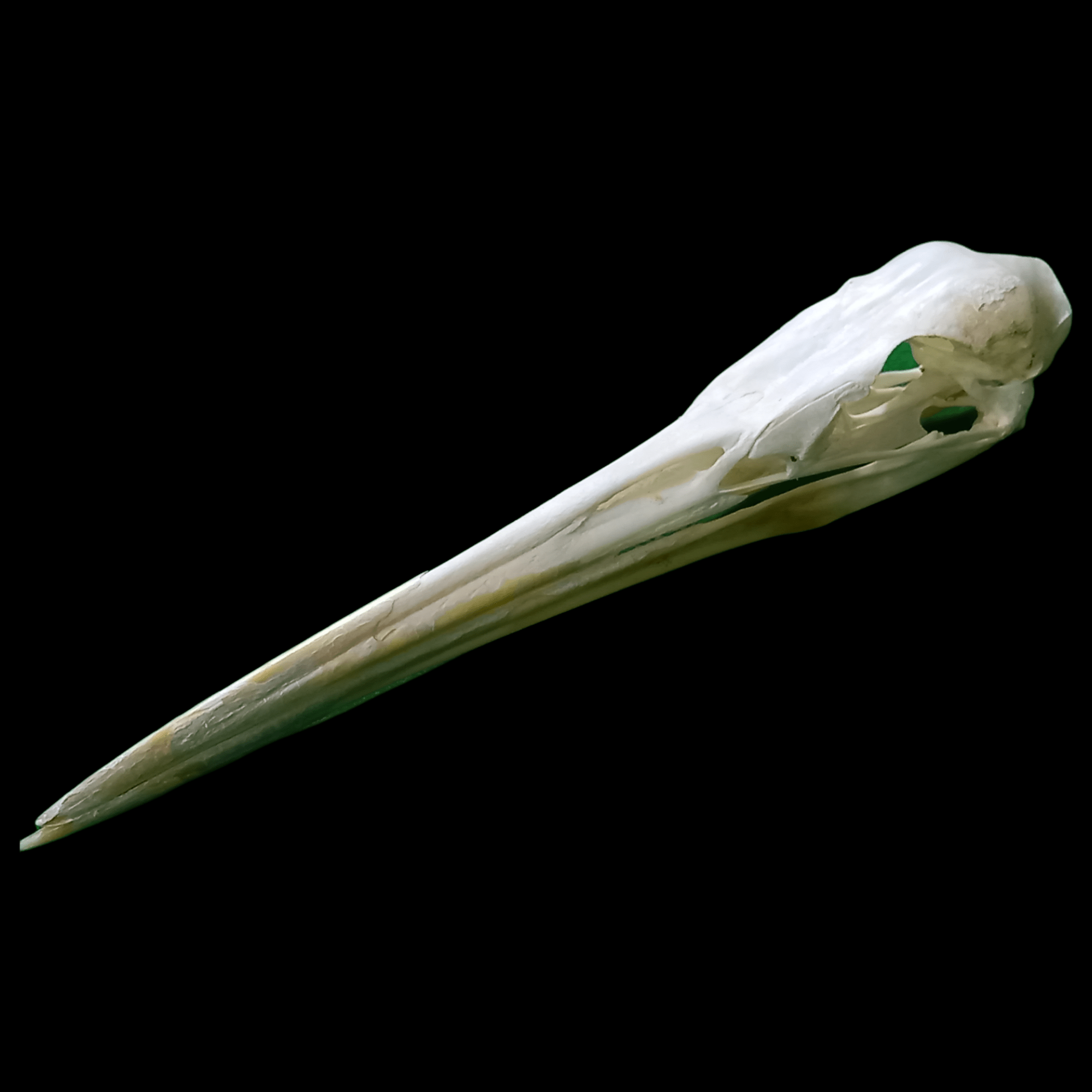Great egret skull - Lost archives store - product_name_for_sale - product_name_for_sale_australia - category_name