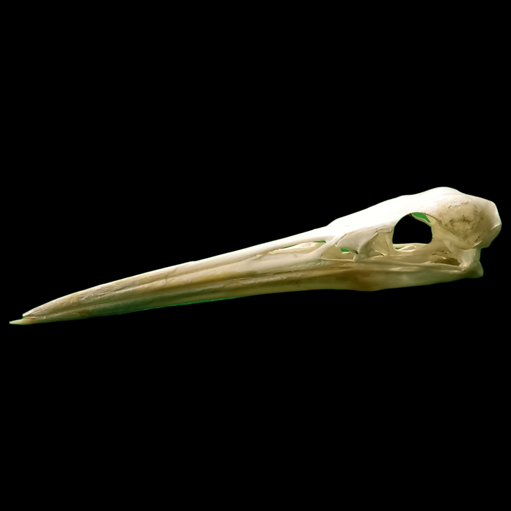 Great egret skull - Lost archives store - product_name_for_sale - product_name_for_sale_australia - category_name