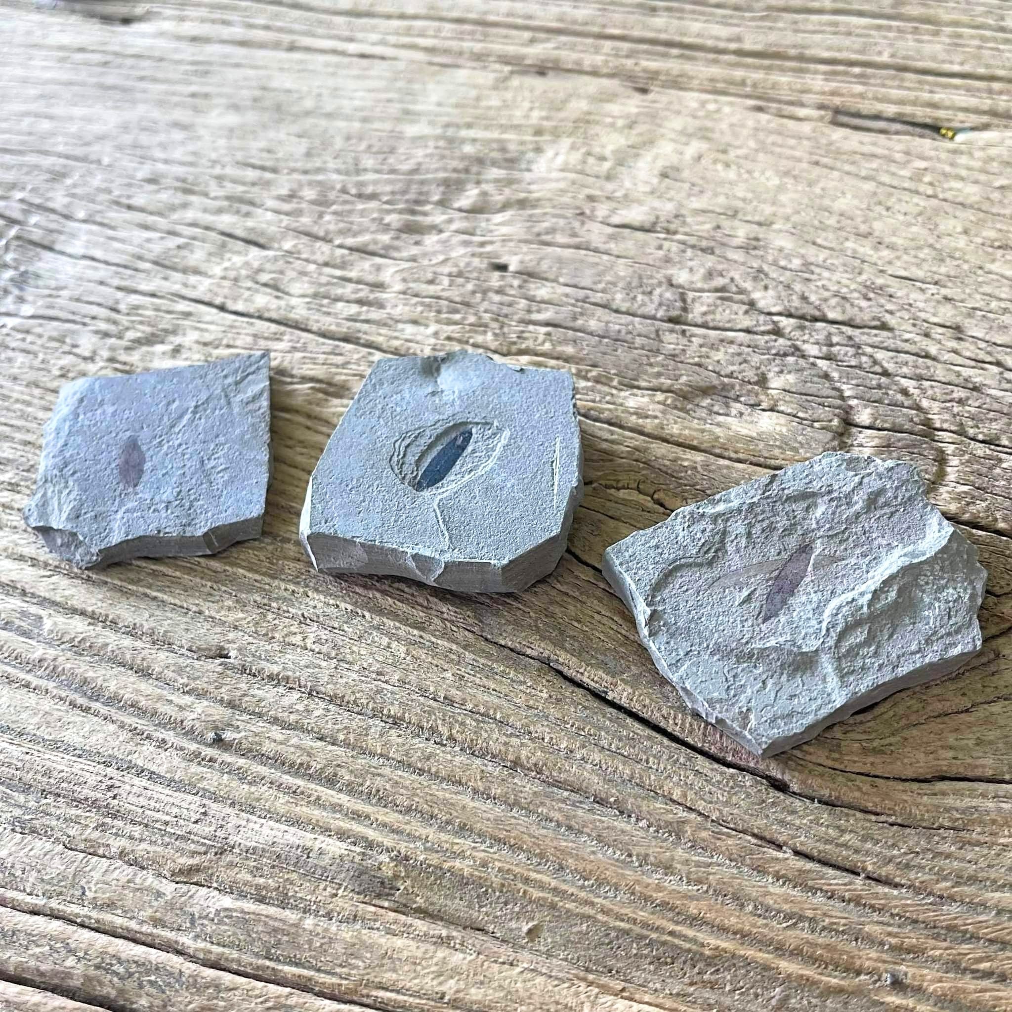 Green River plant fossils - Lost archives store - product_name_for_sale - product_name_for_sale_australia - category_name