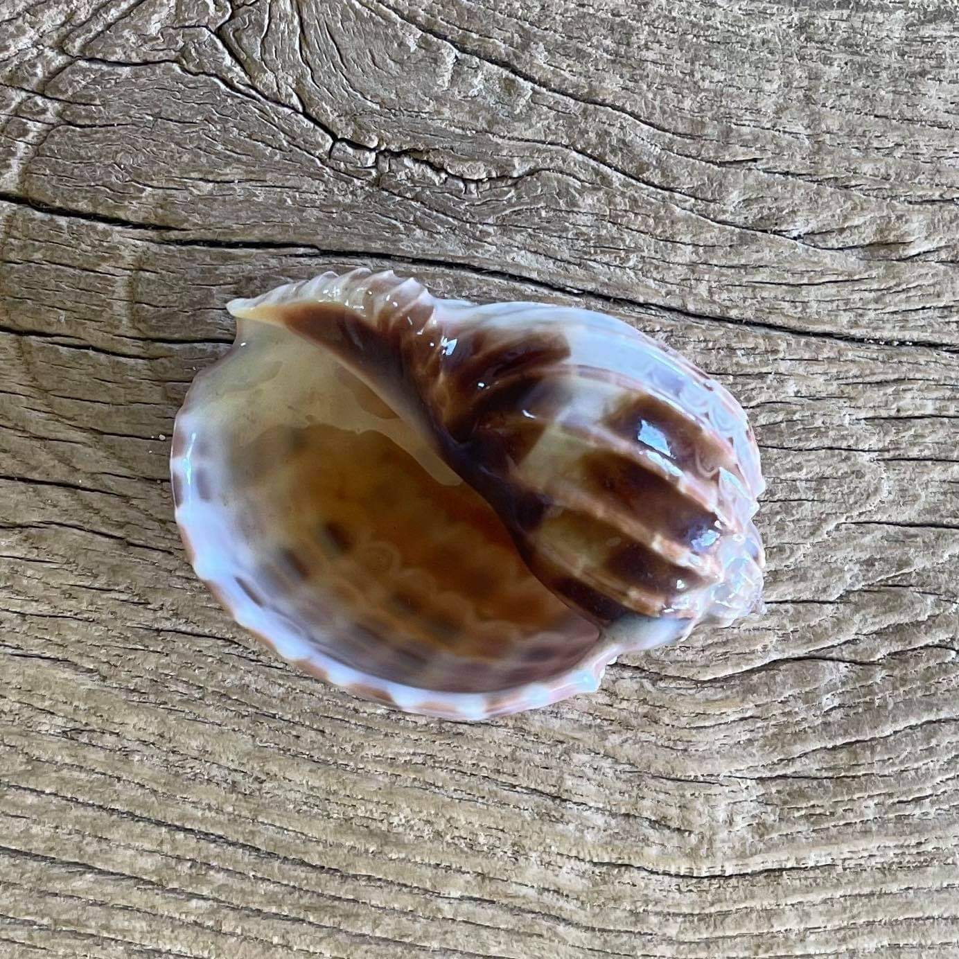 Harp shell - Lost archives store - product_name_for_sale - product_name_for_sale_australia - category_name