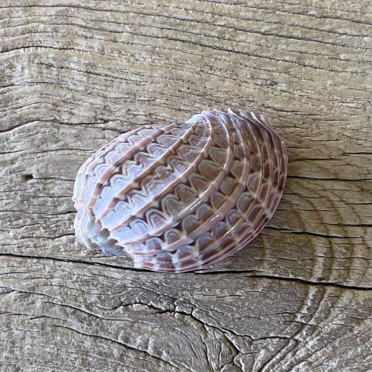 Harp shell - Lost archives store - product_name_for_sale - product_name_for_sale_australia - category_name