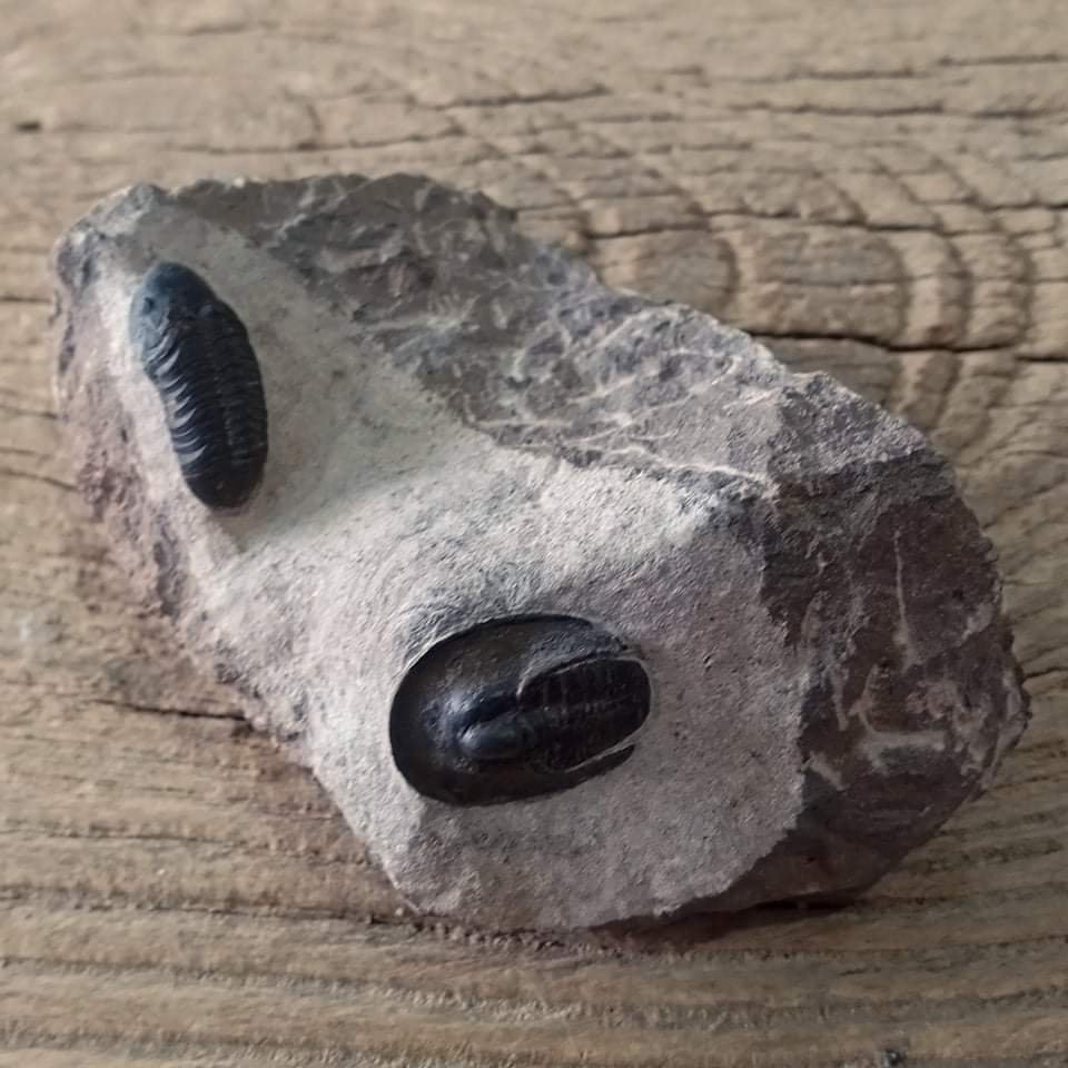 Harpes trilobite fossil - Lost archives store - product_name_for_sale - product_name_for_sale_australia - category_name