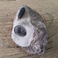Harpes trilobite fossil - Lost archives store - product_name_for_sale - product_name_for_sale_australia - category_name